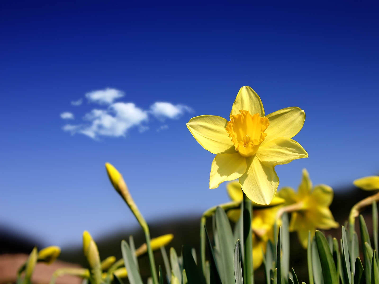 plants, flowers, narcissussi, blue wallpaper for mobile