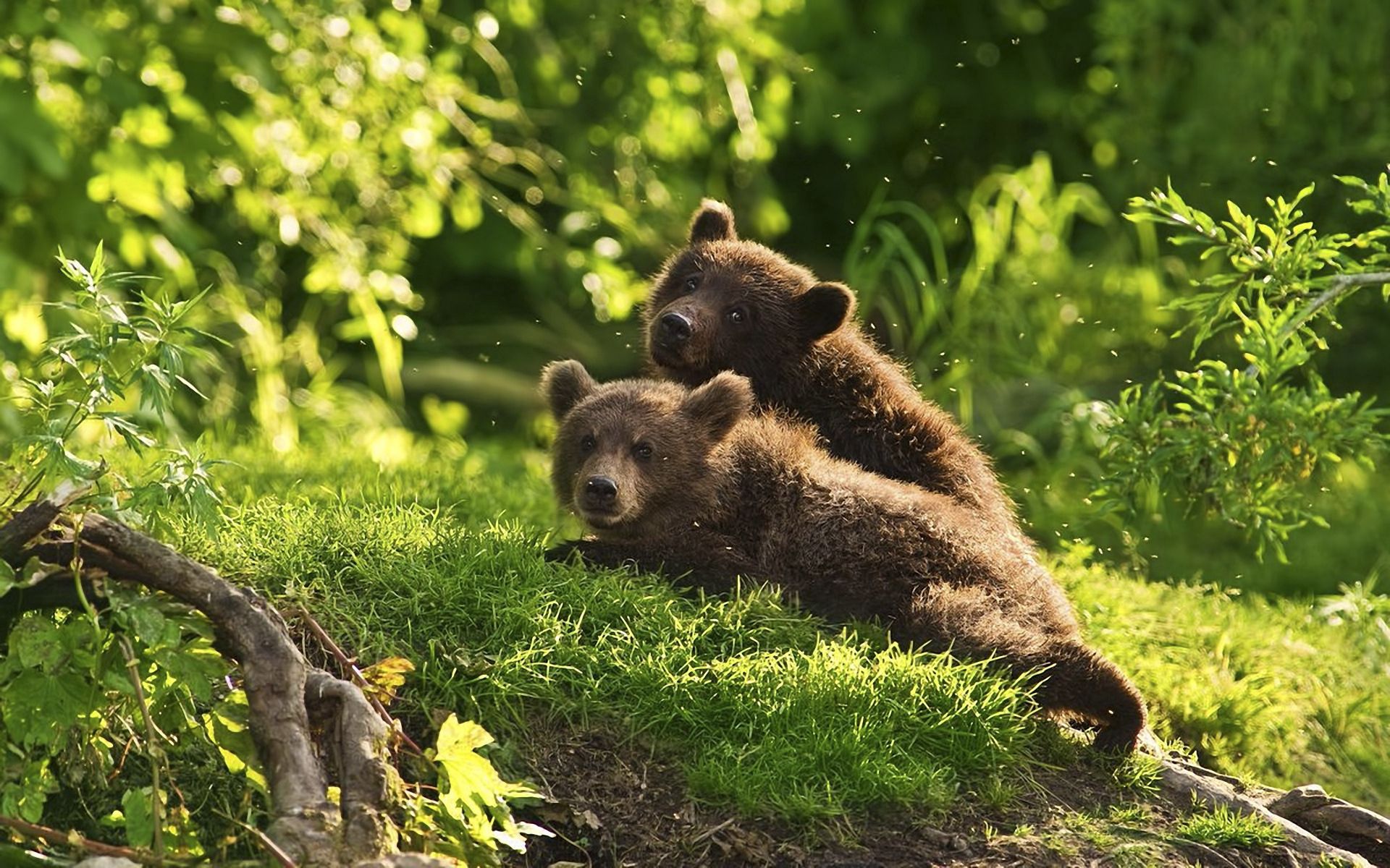bears, animals, grass, young, couple, pair, to lie down, lie, cubs, teddy bears
