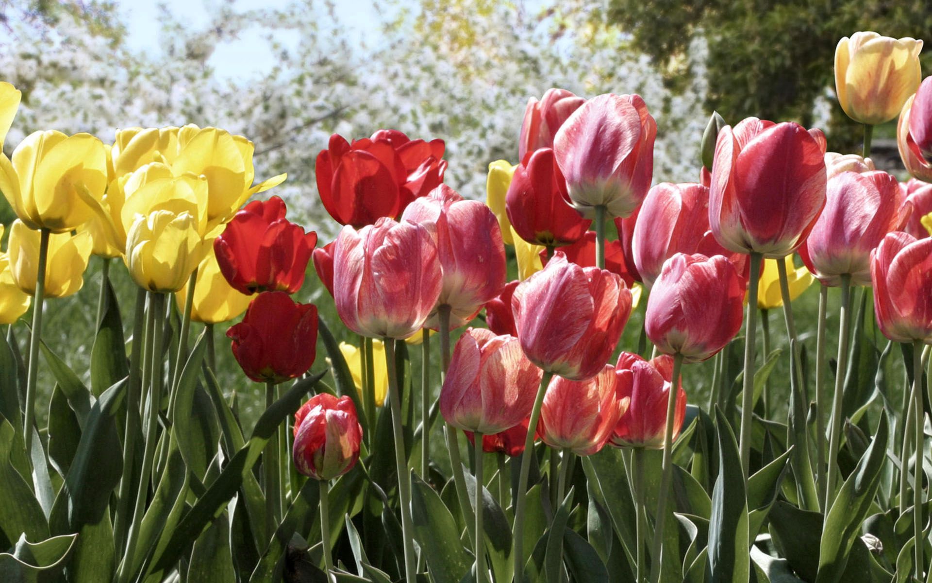 Download mobile wallpaper Trees, Flowerbed, Flowers, Flower Bed, Park, Spring, Tulips for free.