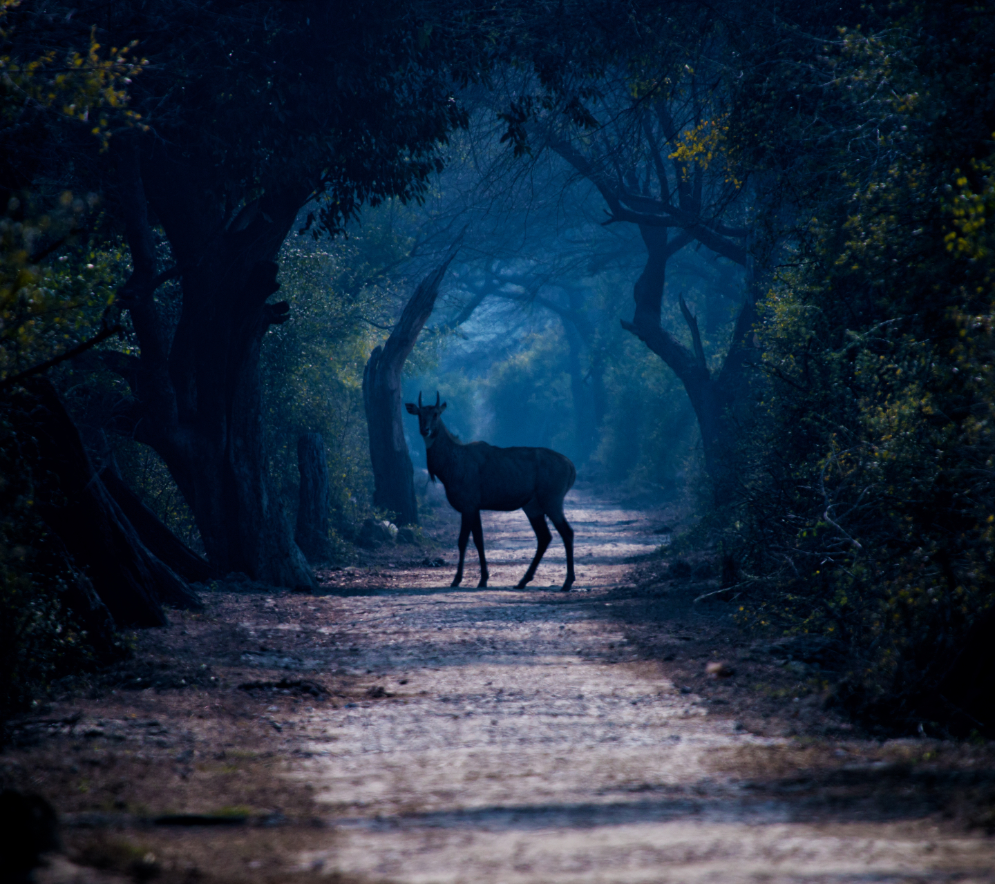 Free download wallpaper Forest, Path, Animal, Deer on your PC desktop