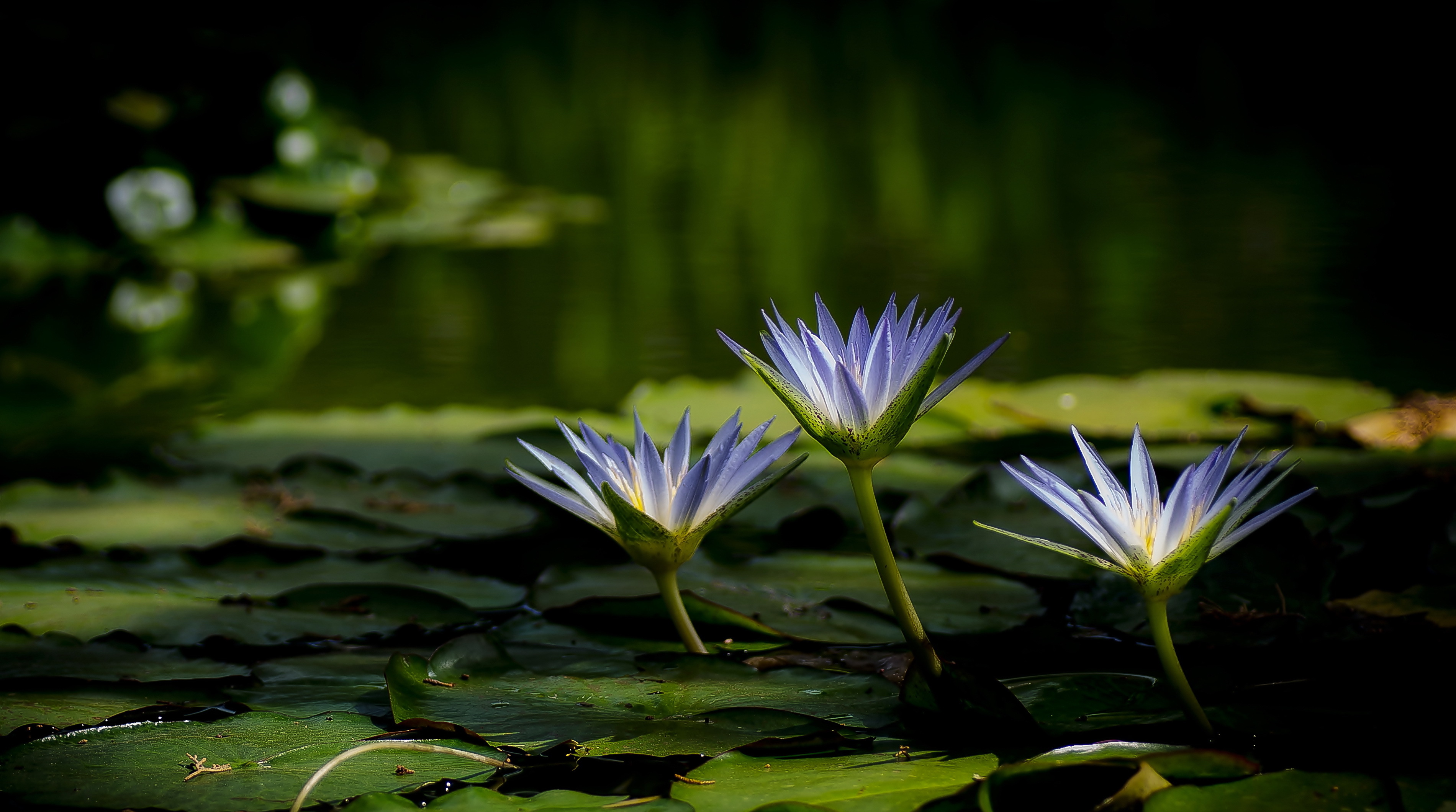 Download mobile wallpaper Nature, Flowers, Water, Flower, Earth, Water Lily for free.