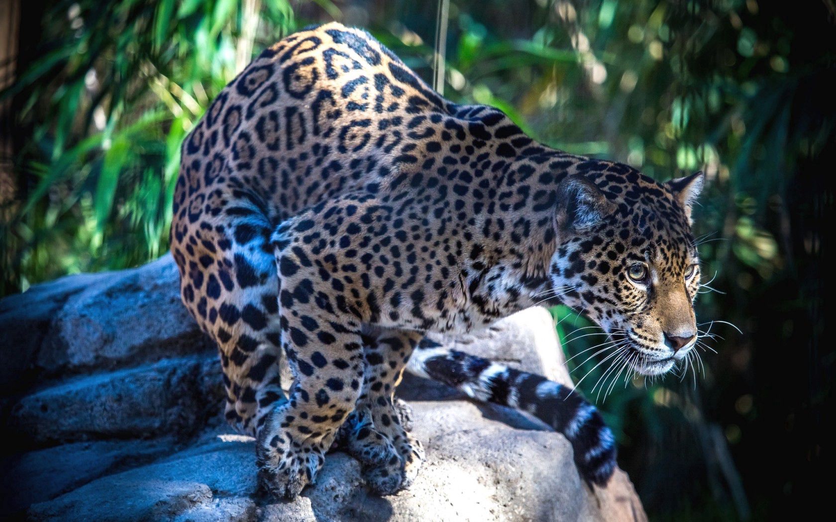 Baixar papel de parede para celular de Jaguar, Gato Grande, Animais, Predador, Predator gratuito.