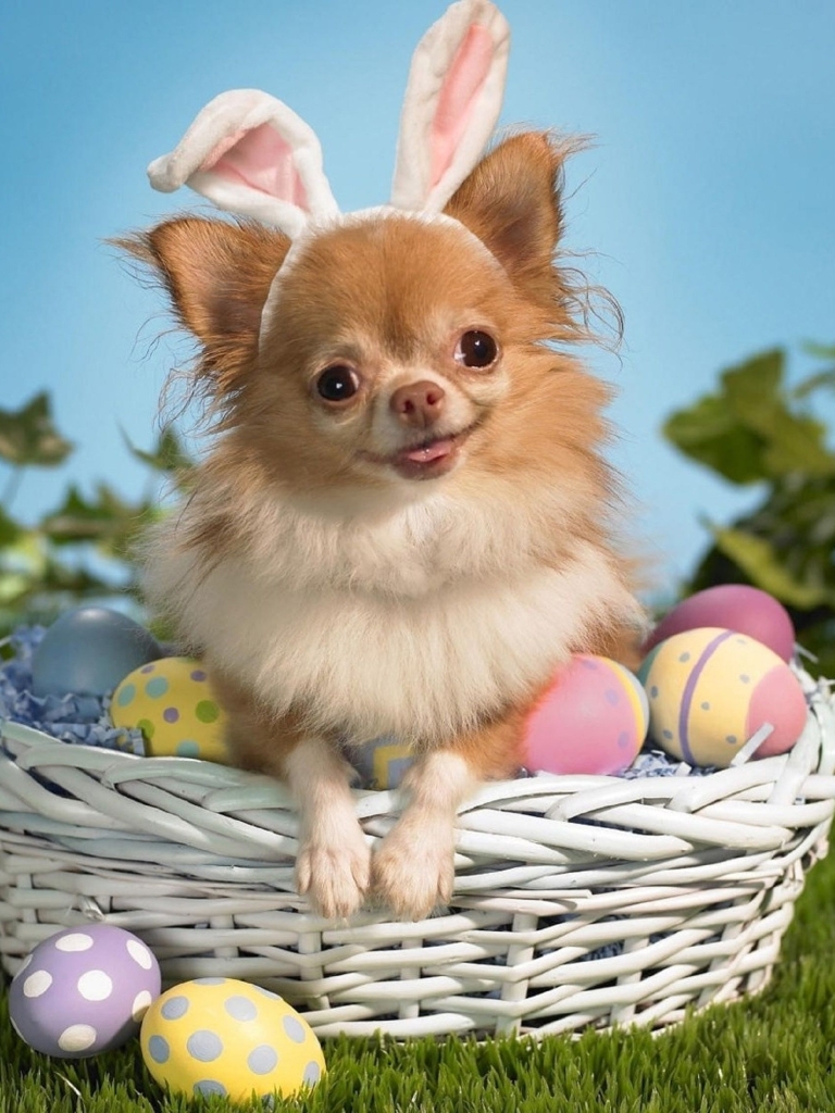 Download mobile wallpaper Easter, Dog, Holiday, Basket, Easter Egg for free.