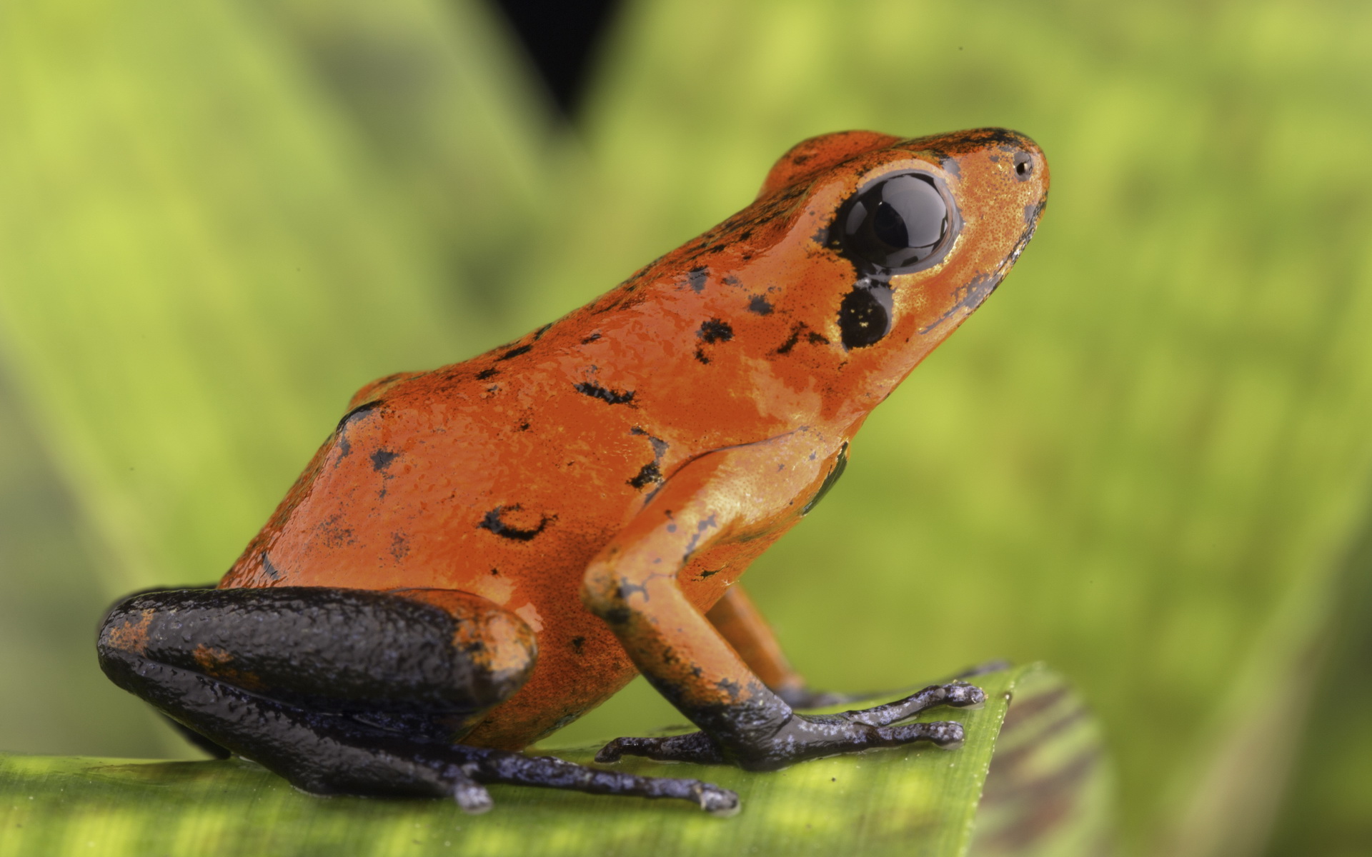 Free download wallpaper Frogs, Animal, Tree Frog on your PC desktop