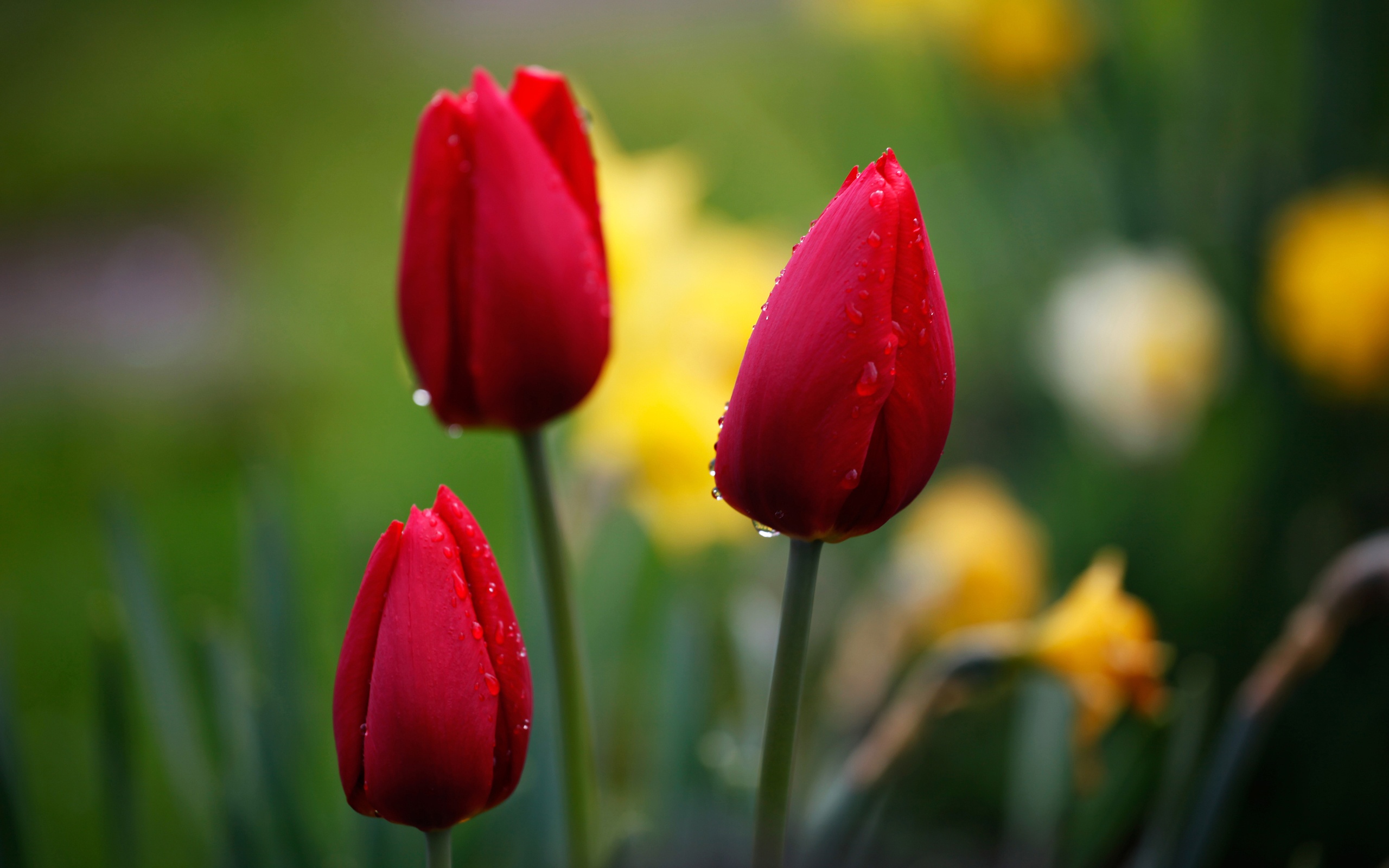 Download mobile wallpaper Tulip, Flowers, Earth for free.