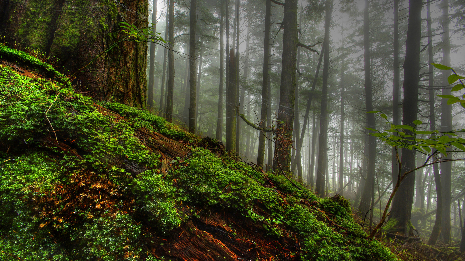 Descarga gratis la imagen Bosque, Tierra/naturaleza en el escritorio de tu PC