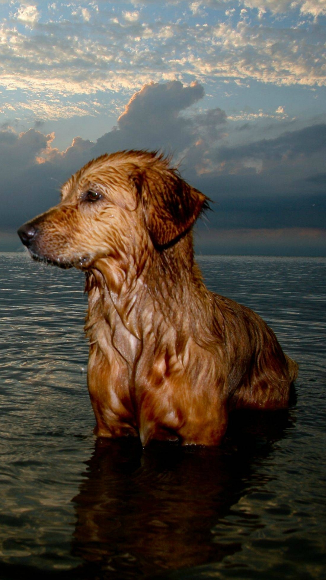 Téléchargez des papiers peints mobile Animaux, Chiens, Chien gratuitement.