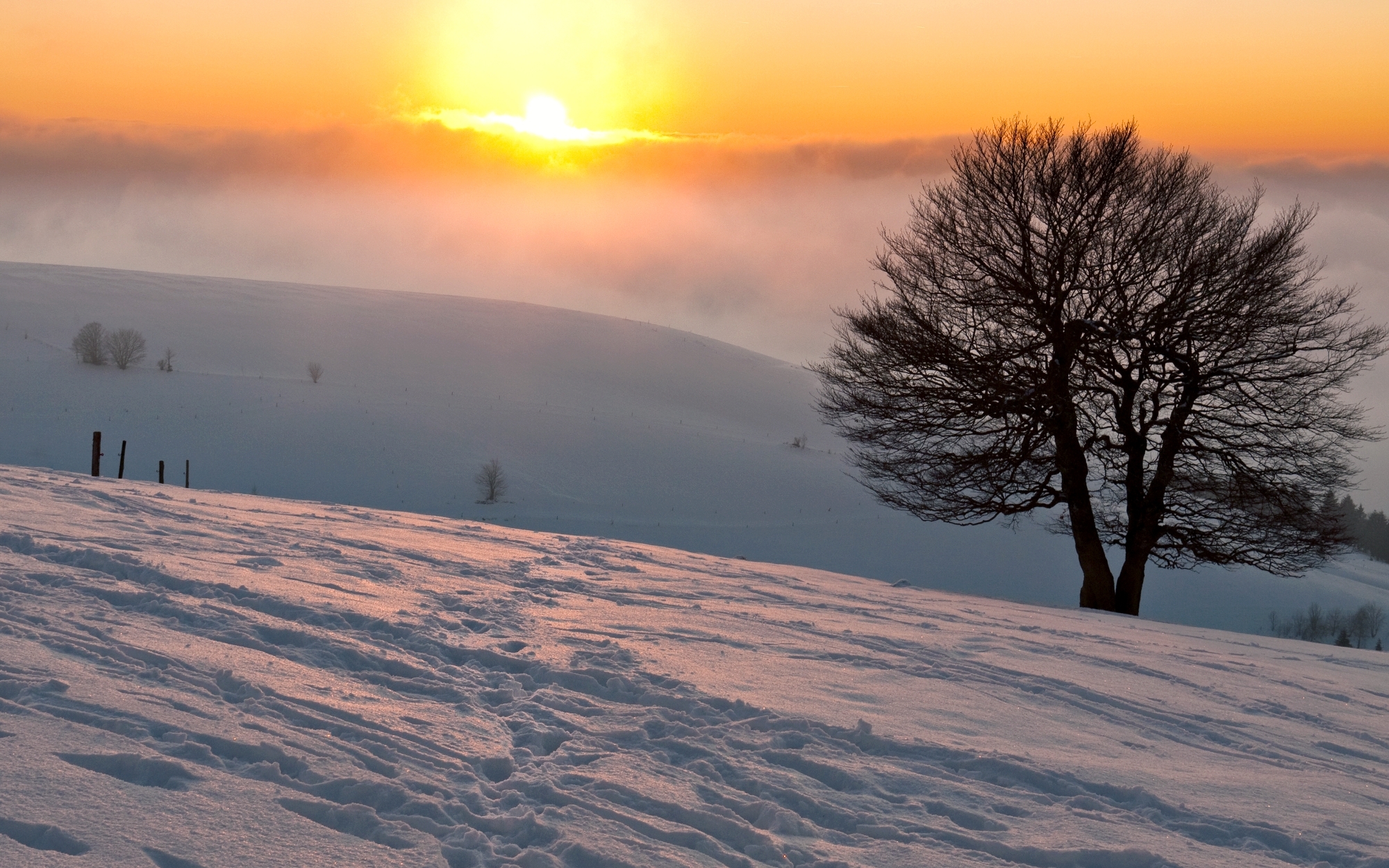 Скачать обои бесплатно Зима, Закат, Снег, Дерево, Земля/природа картинка на рабочий стол ПК