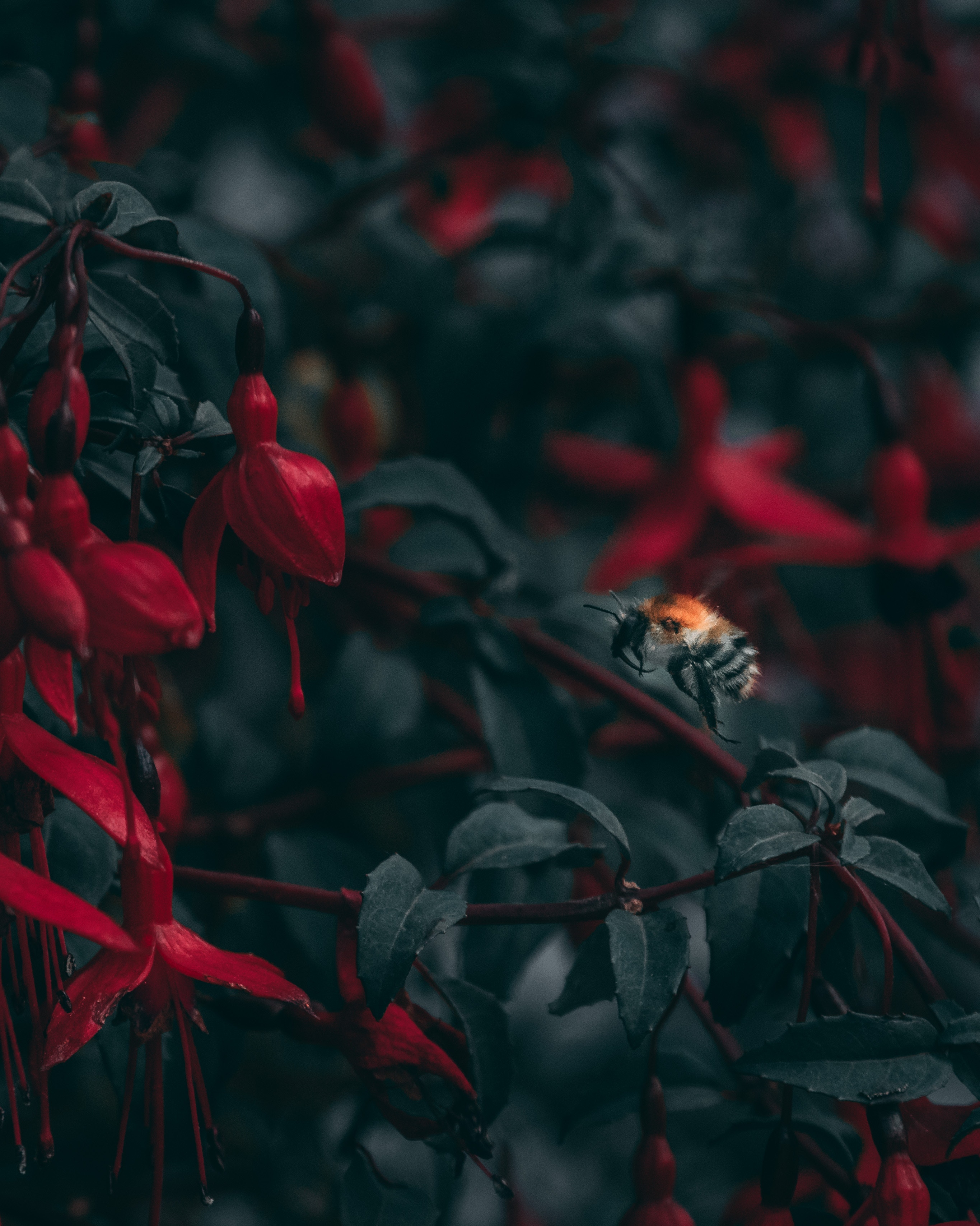 blur, insect, flowers, macro, smooth, close up, bee download HD wallpaper