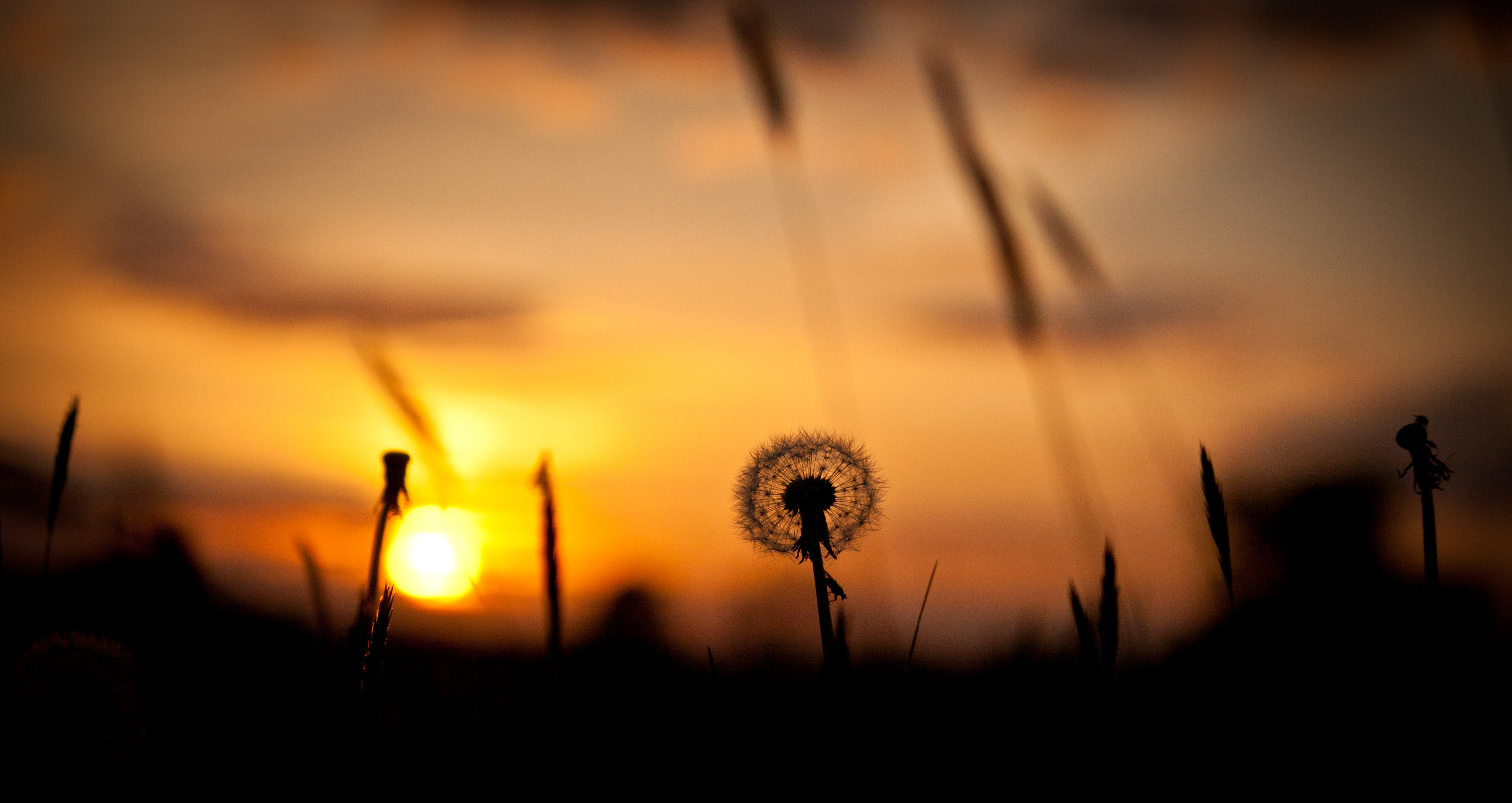 Download mobile wallpaper Nature, Sunset, Sun, Silhouette, Earth, Dandelion for free.