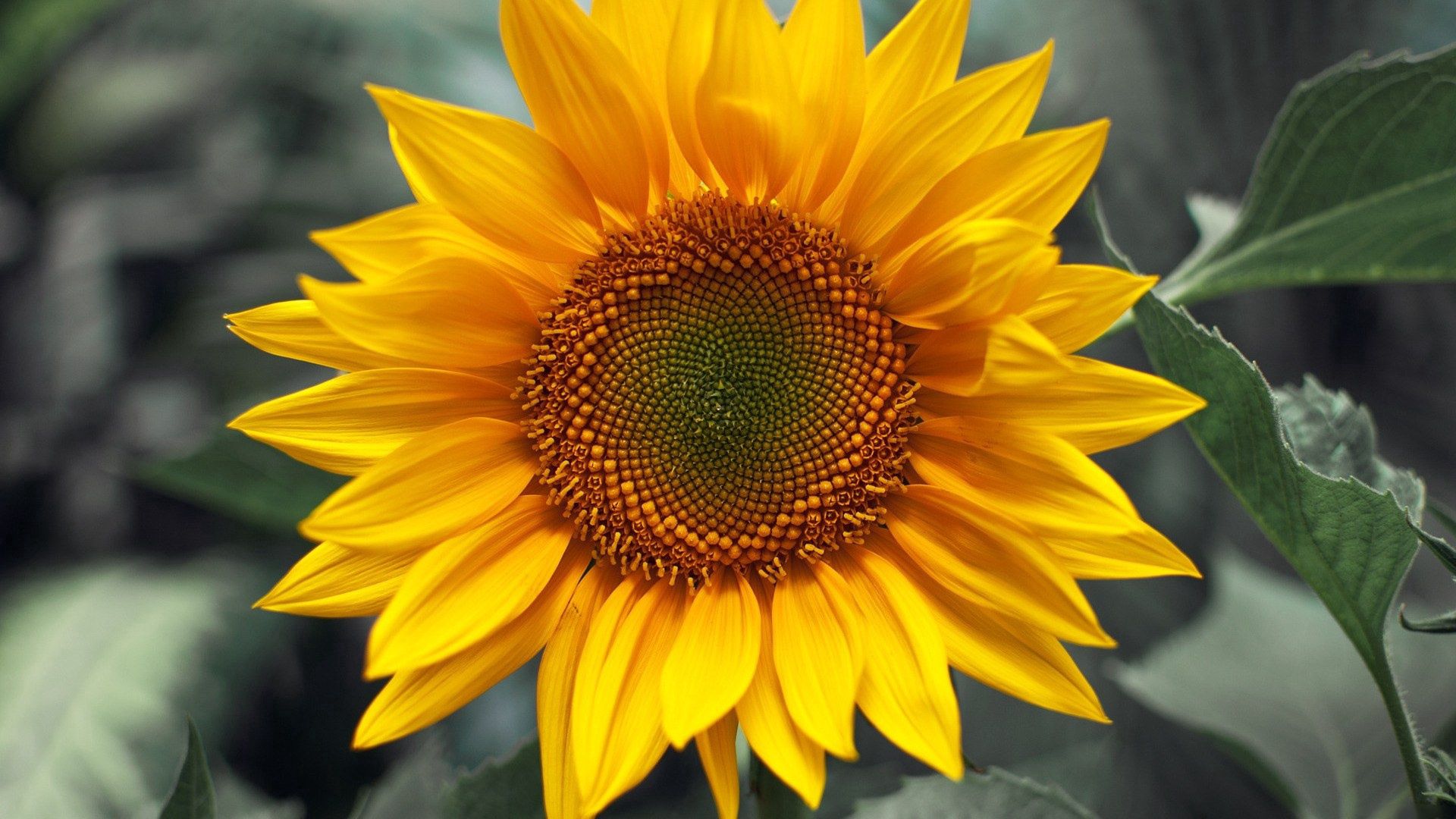 sunflower, flowers, close up, sunny, solar