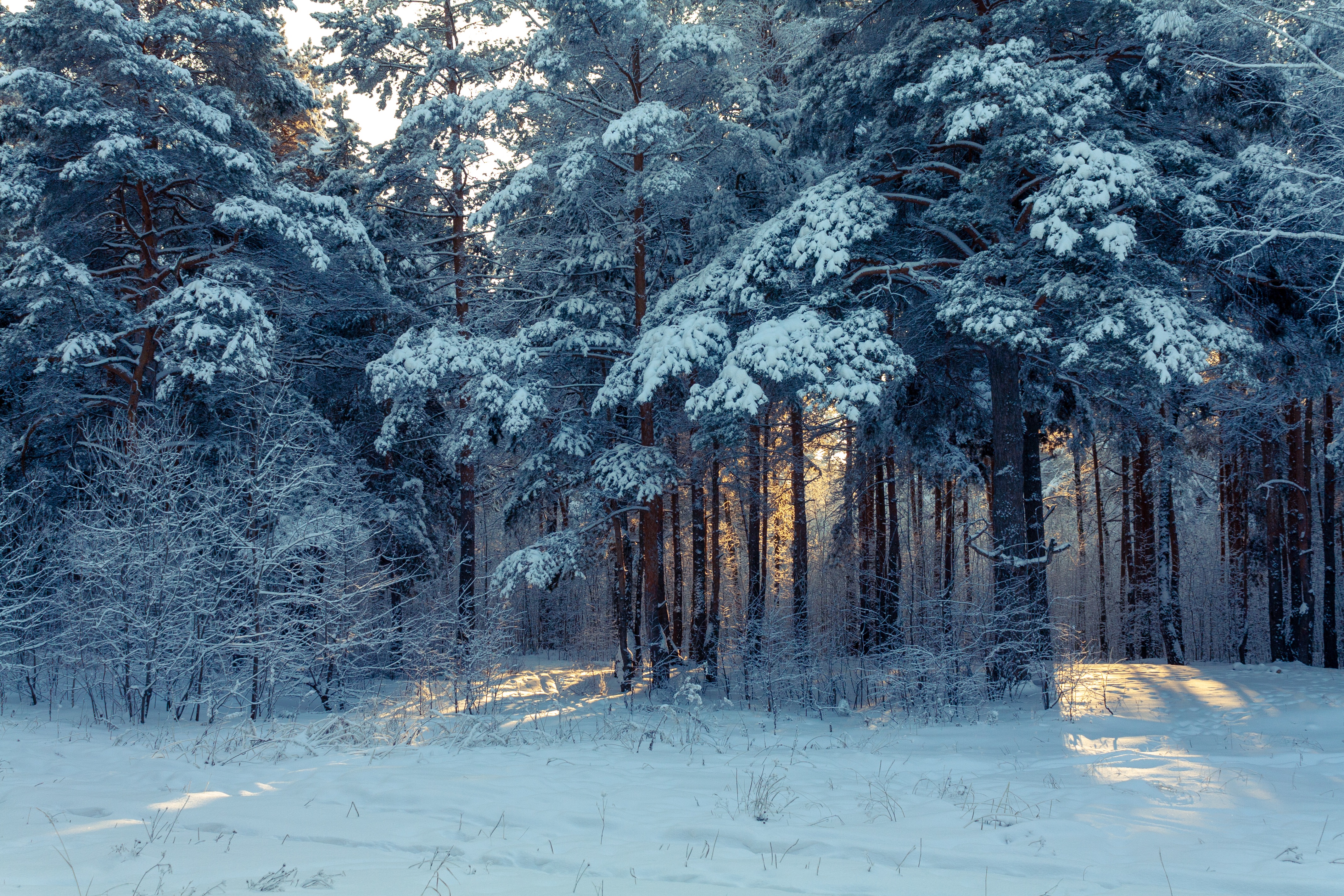 Download background snow, forest, winter landscape, nature, winter, trees