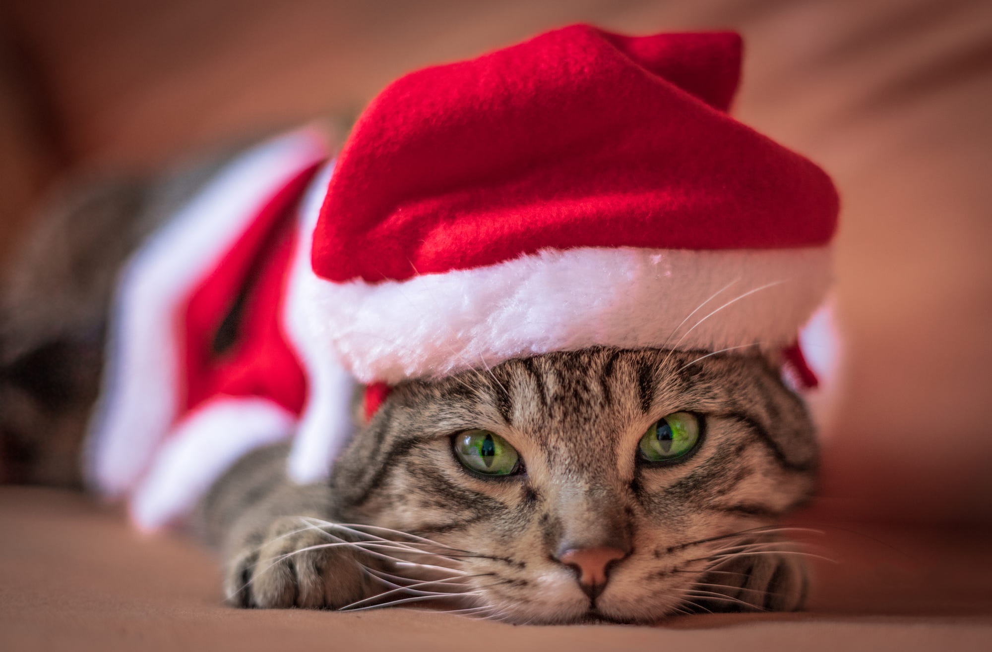 Laden Sie das Tiere, Katzen, Katze, Weihnachtsmütze, Starren-Bild kostenlos auf Ihren PC-Desktop herunter