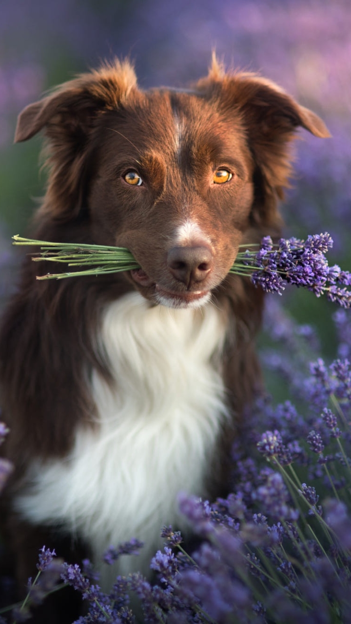 Baixar papel de parede para celular de Animais, Cães, Cão, Lavanda, Border Collie gratuito.