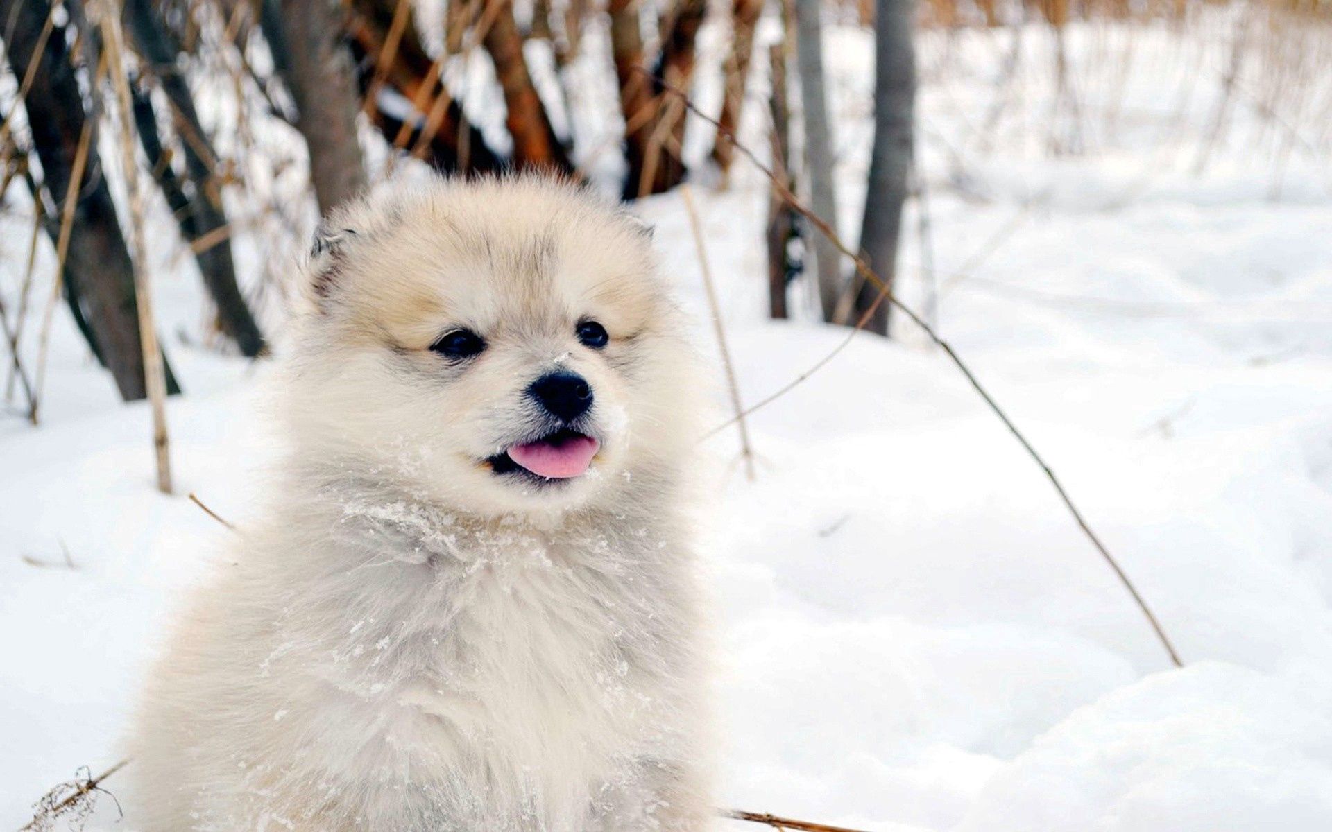 Free download wallpaper Snow, Fluffy, Dog, Puppy, Animals on your PC desktop