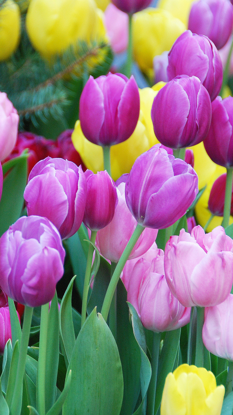 Descarga gratuita de fondo de pantalla para móvil de Flores, Tulipán, Tierra/naturaleza.