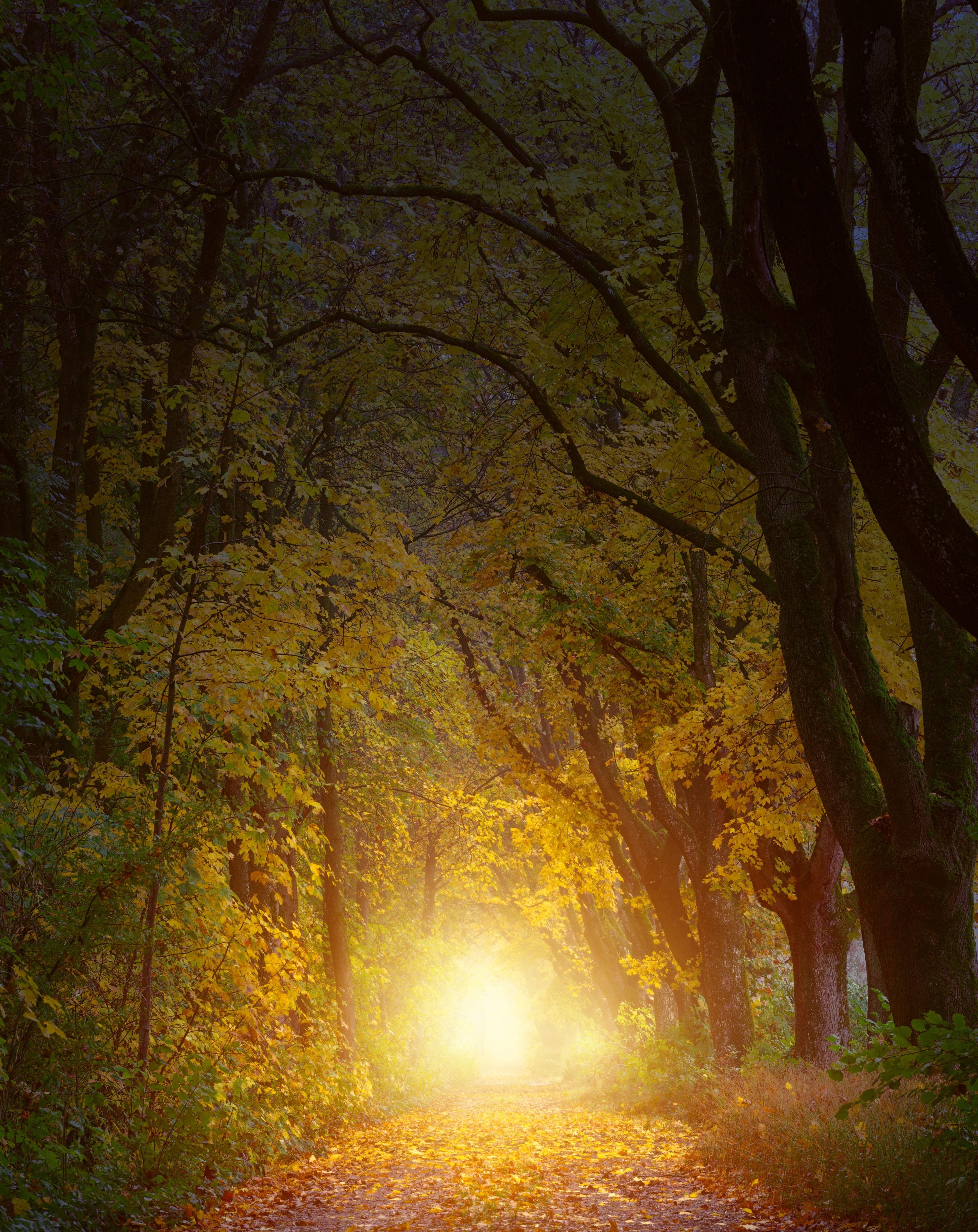Free download wallpaper Autumn, Path, Sunlight, Nature, Trees, Arch on your PC desktop
