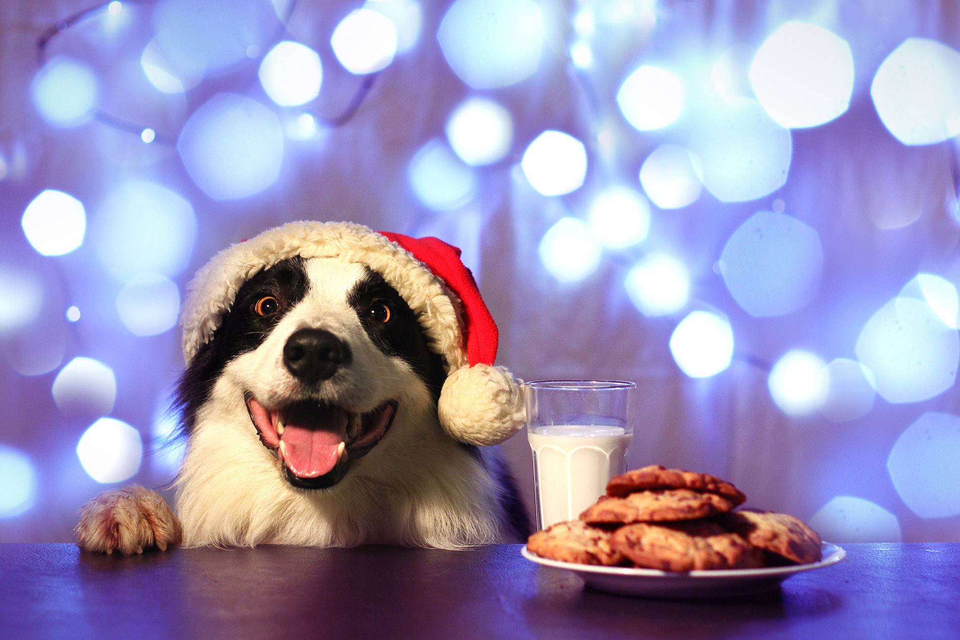 Download mobile wallpaper Dogs, Dog, Animal, Border Collie, Cookie, Santa Hat for free.