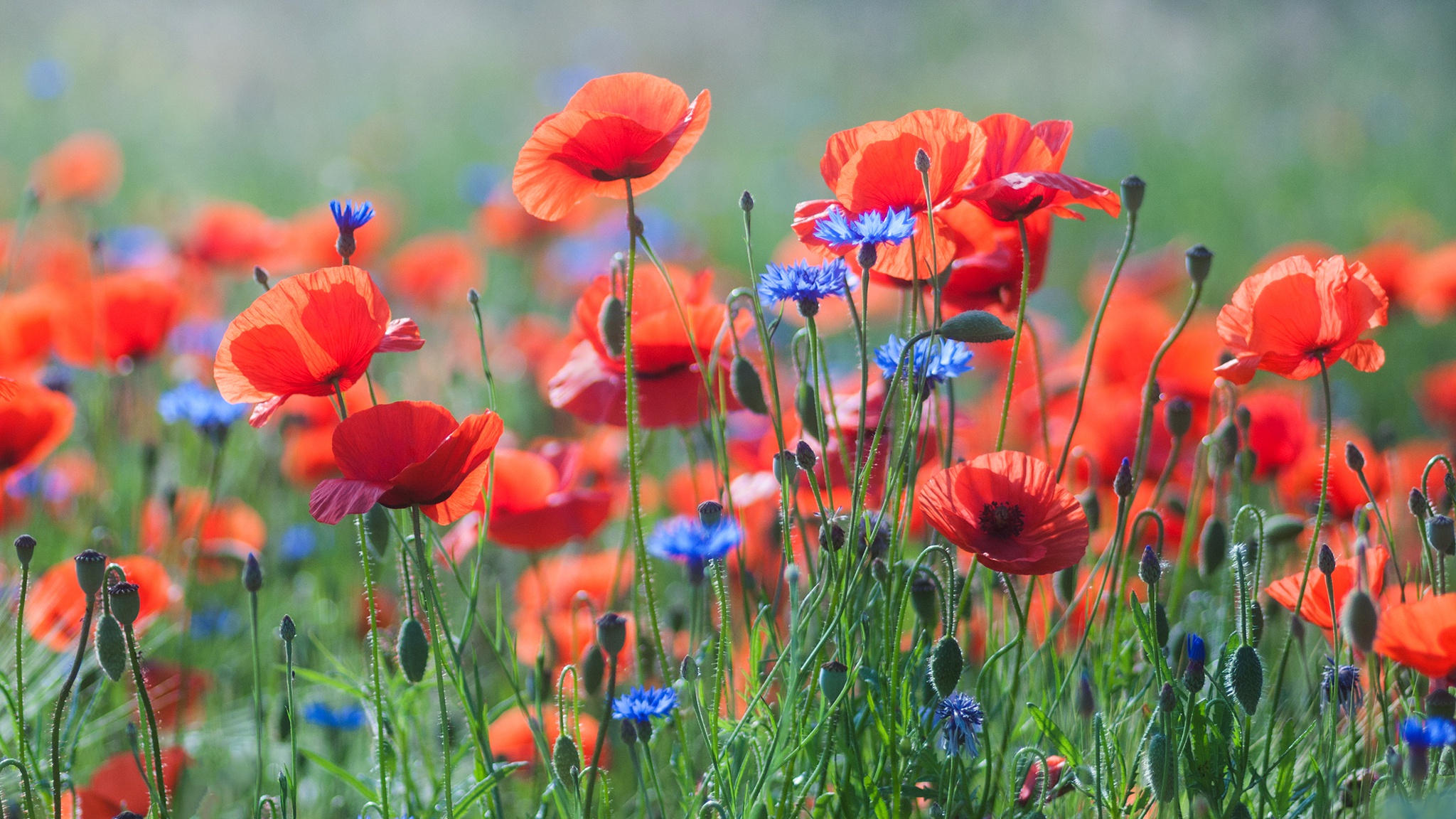 Laden Sie das Blumen, Mohn, Sommer, Blume, Nahansicht, Rote Blume, Erde/natur-Bild kostenlos auf Ihren PC-Desktop herunter