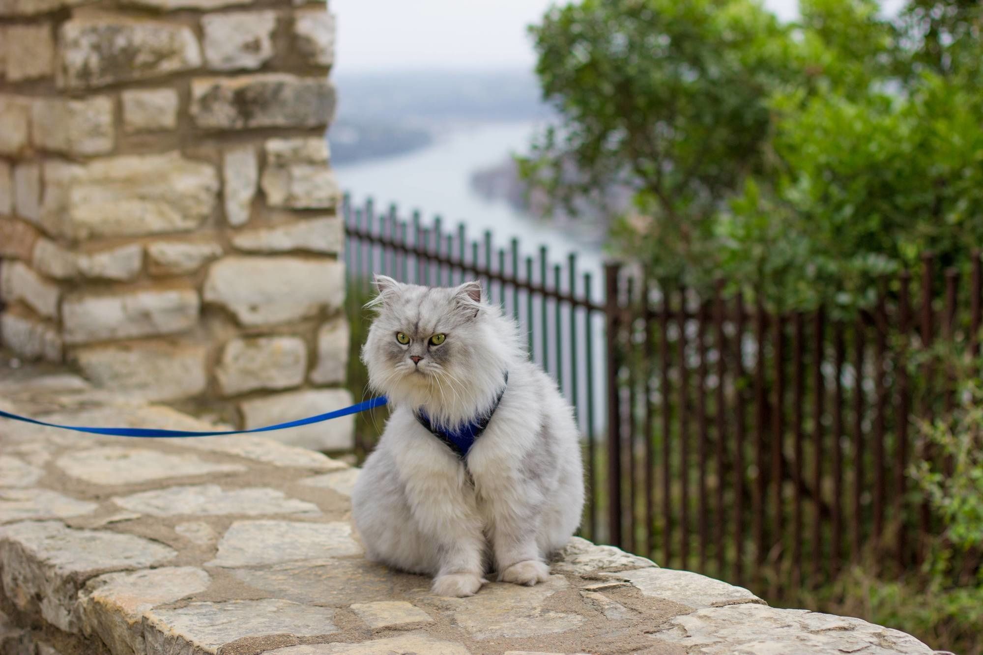 Baixar papel de parede para celular de Animais, Gato gratuito.