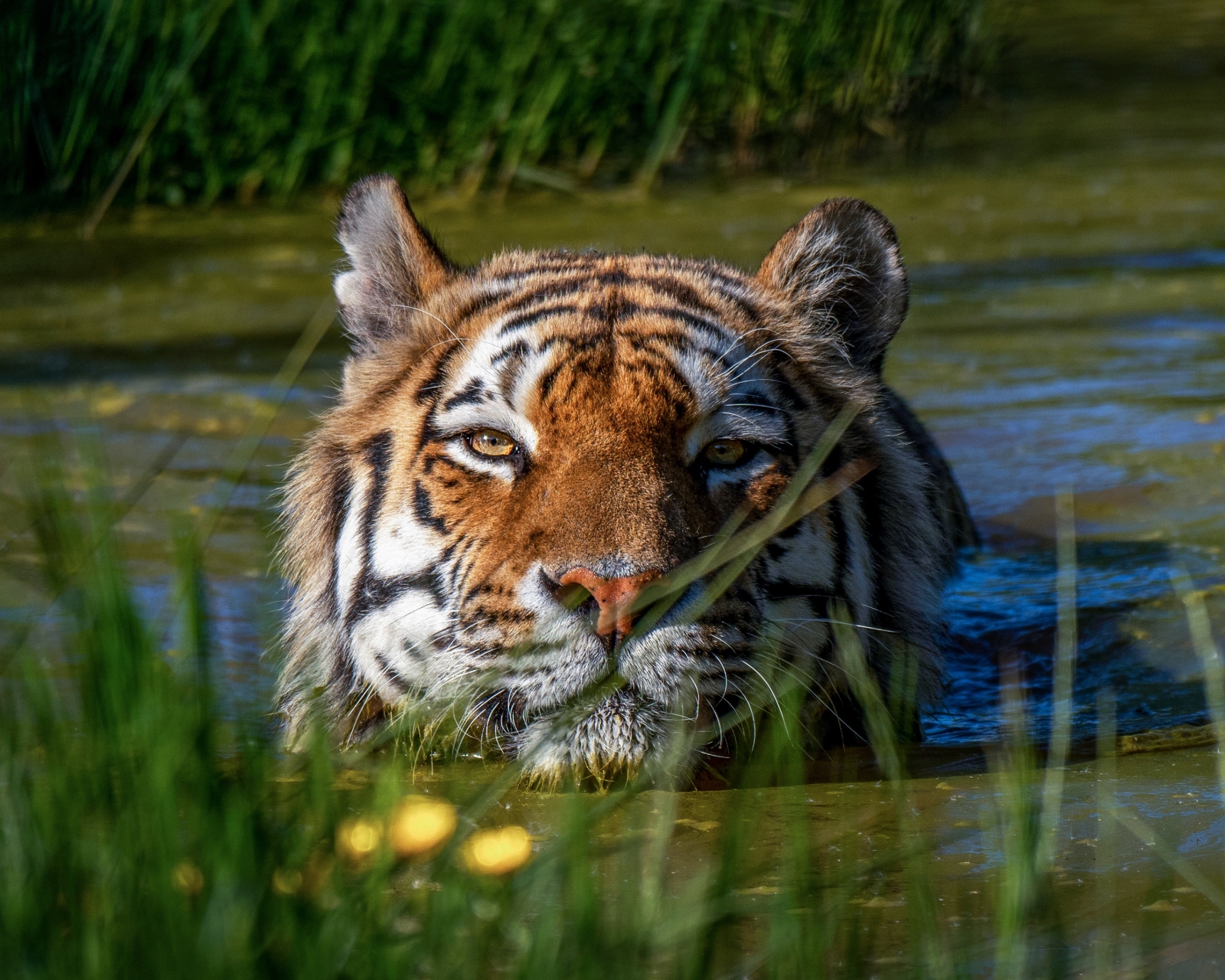 Baixar papel de parede para celular de Animais, Gatos, Tigre gratuito.