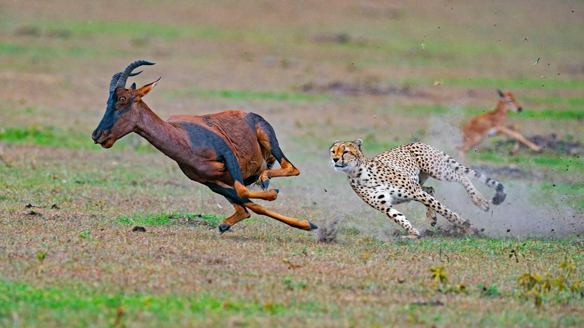 animal, cheetah, antelope, gazelle, cats
