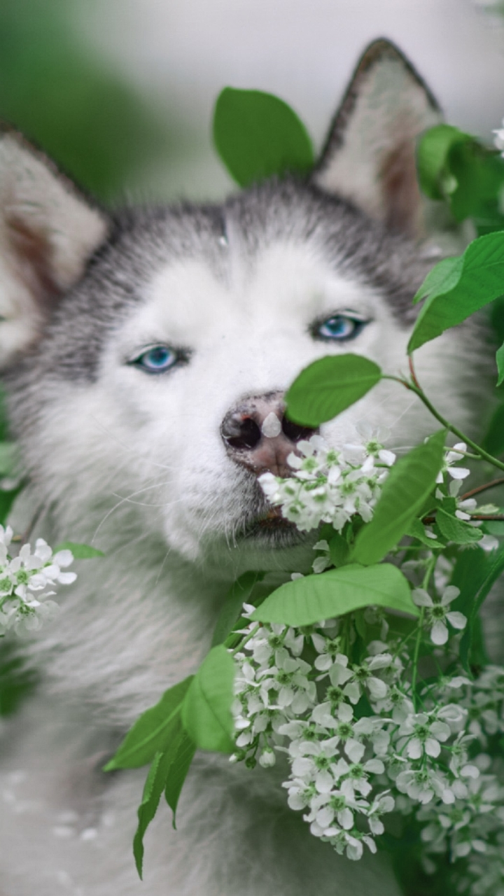 無料モバイル壁紙動物, 犬, ハスキーをダウンロードします。