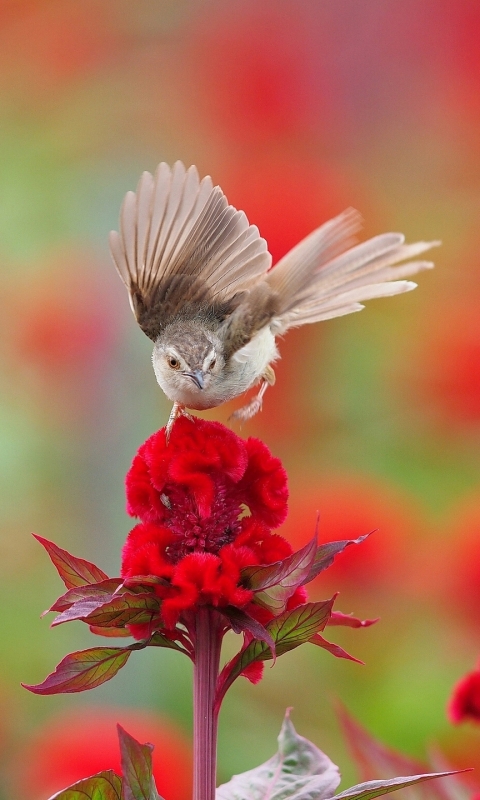 Descarga gratuita de fondo de pantalla para móvil de Animales, Aves, Ave.