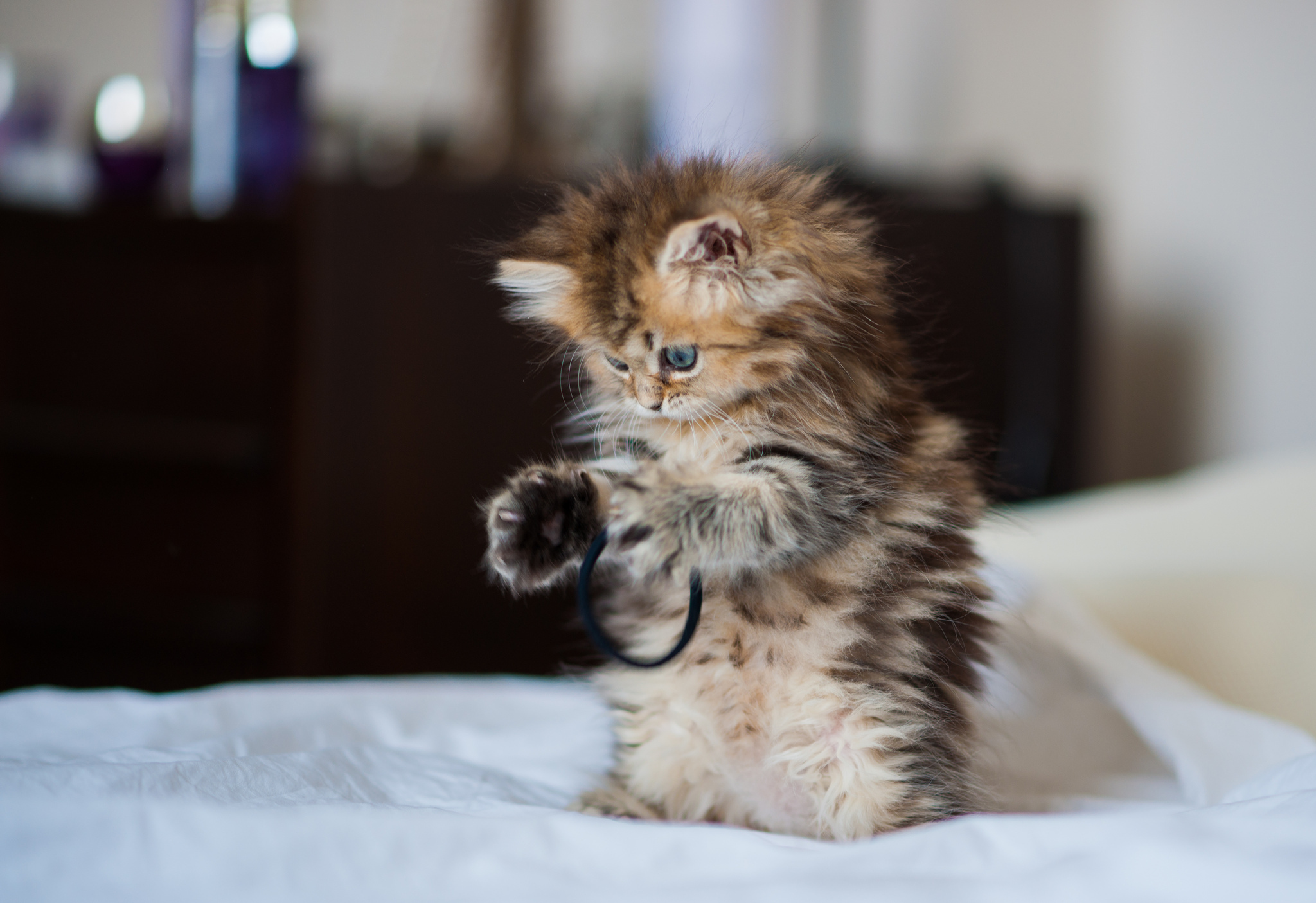 無料モバイル壁紙動物, ネコ, 猫をダウンロードします。