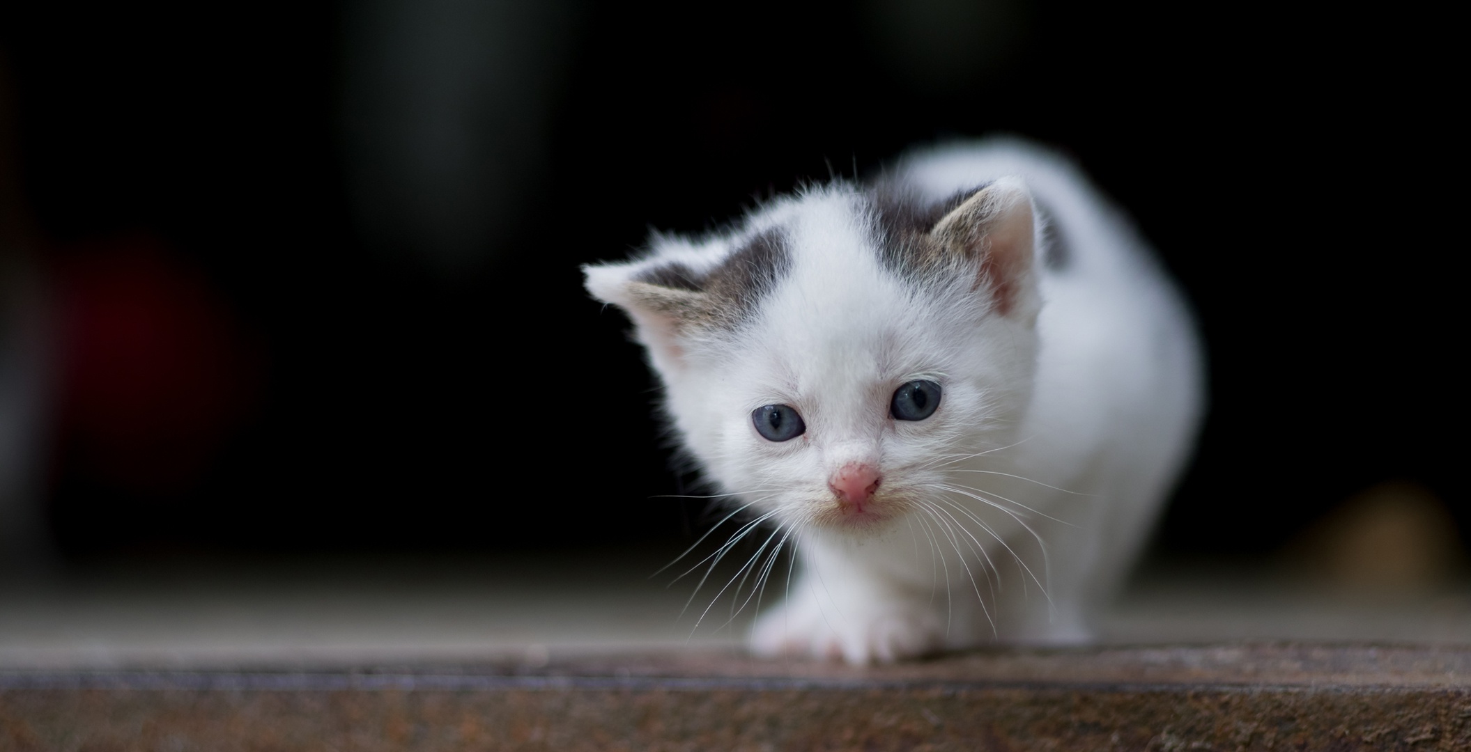 無料モバイル壁紙動物, ネコ, 猫, 子猫, 赤ちゃん動物をダウンロードします。