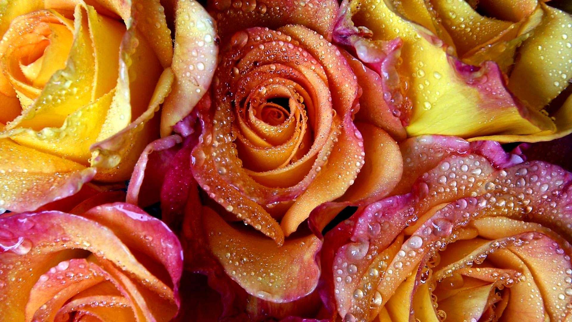 Завантажити шпалери безкоштовно Квітка, Роза, Земля, Крапля Води, Флауерзи картинка на робочий стіл ПК