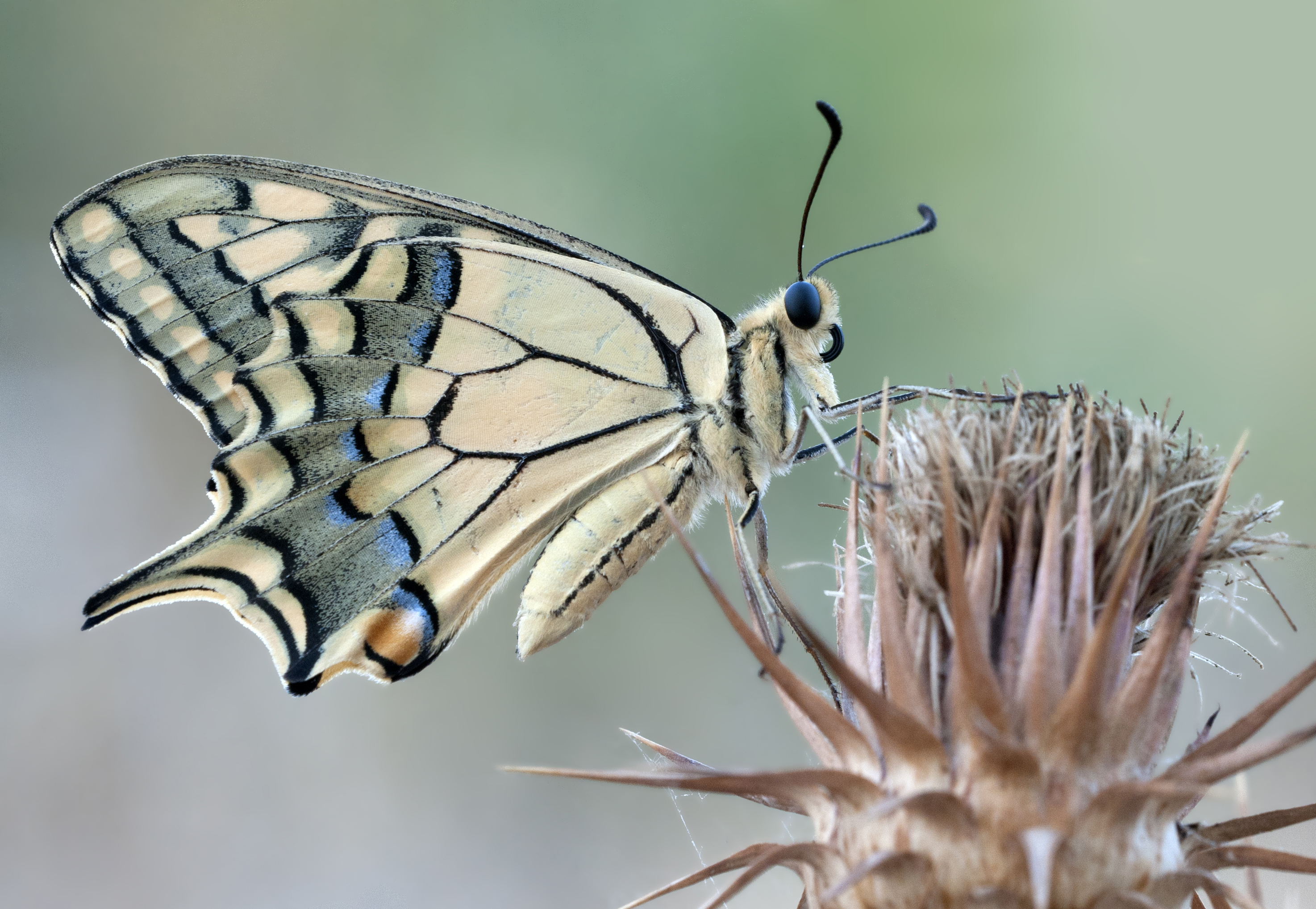 Laden Sie das Tiere, Schmetterlinge, Insekten, Schwalbenschwanz, Schwalbenschwanz Der Alten Welt-Bild kostenlos auf Ihren PC-Desktop herunter