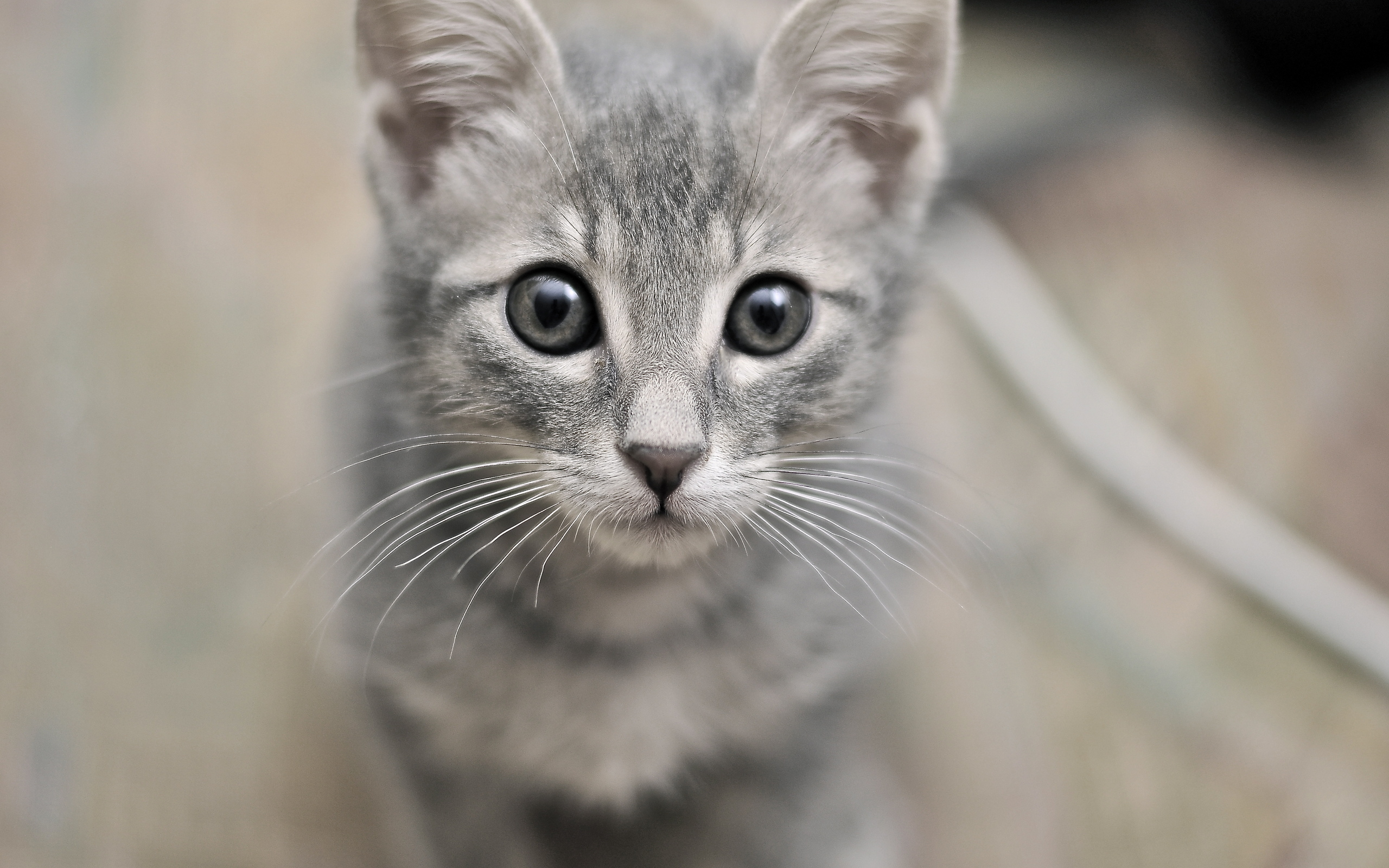 Baixe gratuitamente a imagem Animais, Gatos, Gato na área de trabalho do seu PC