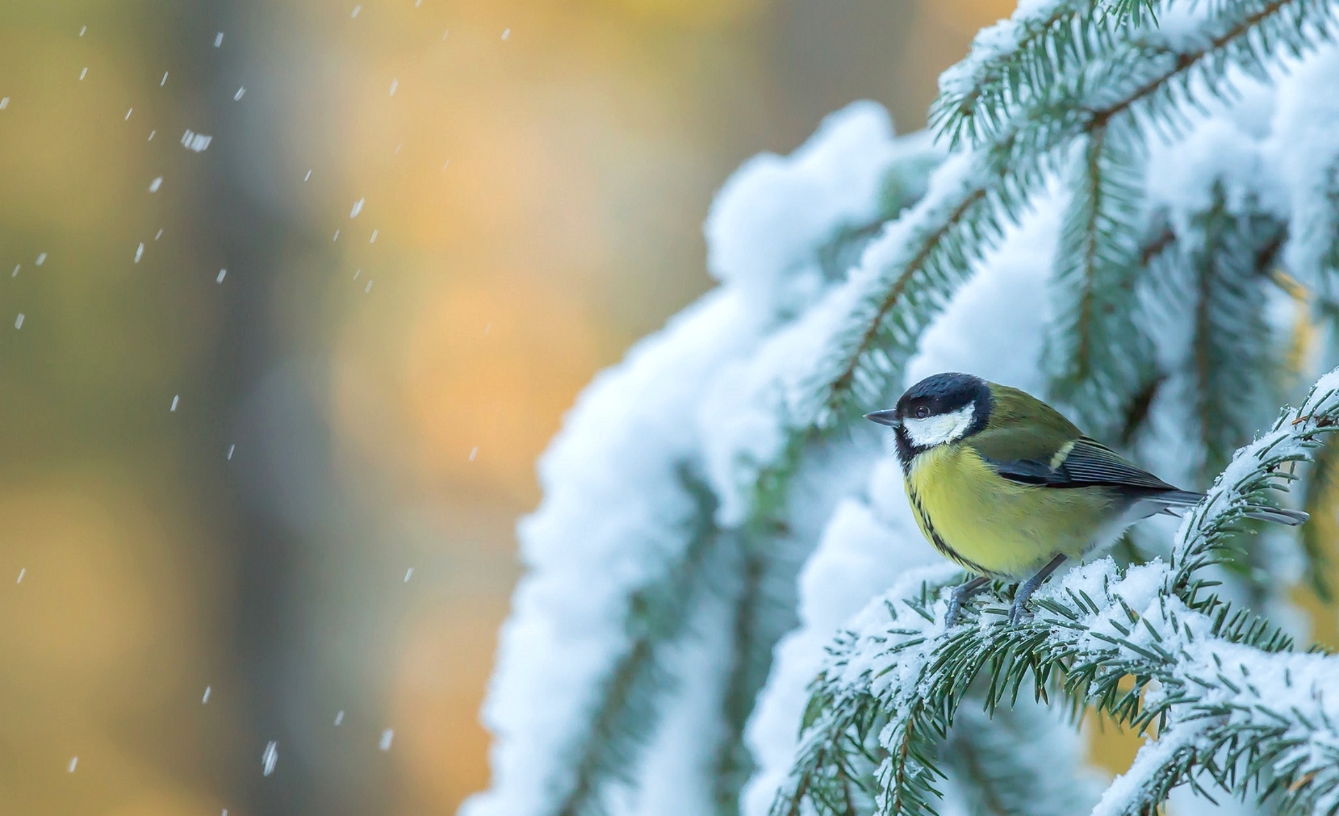 Baixe gratuitamente a imagem Animais, Inverno, Natureza, Aves, Neve, Pássaro, Ramo, Grande Chapim, Chapim Real na área de trabalho do seu PC