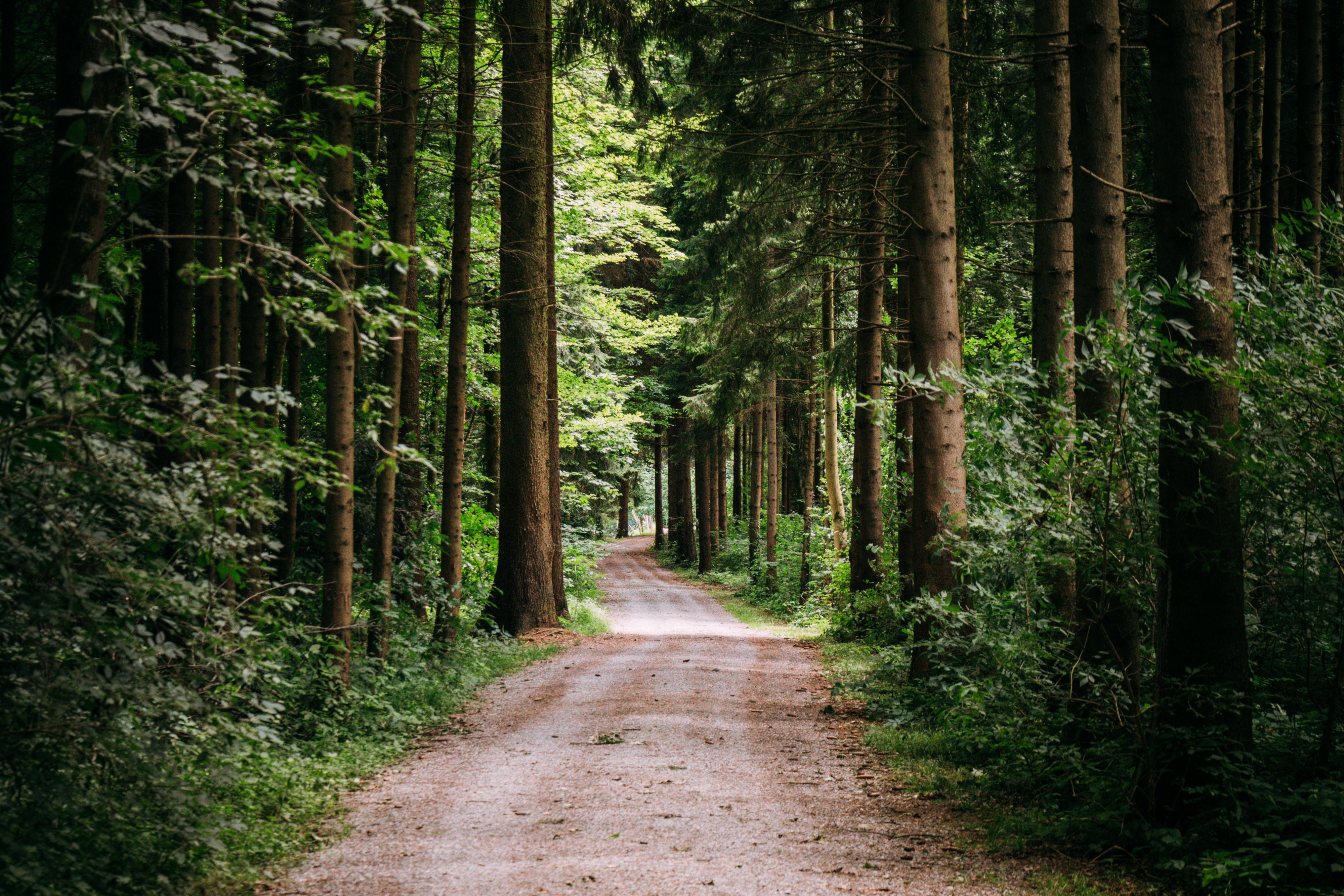 Download mobile wallpaper Road, Forest, Tree, Earth, Path for free.