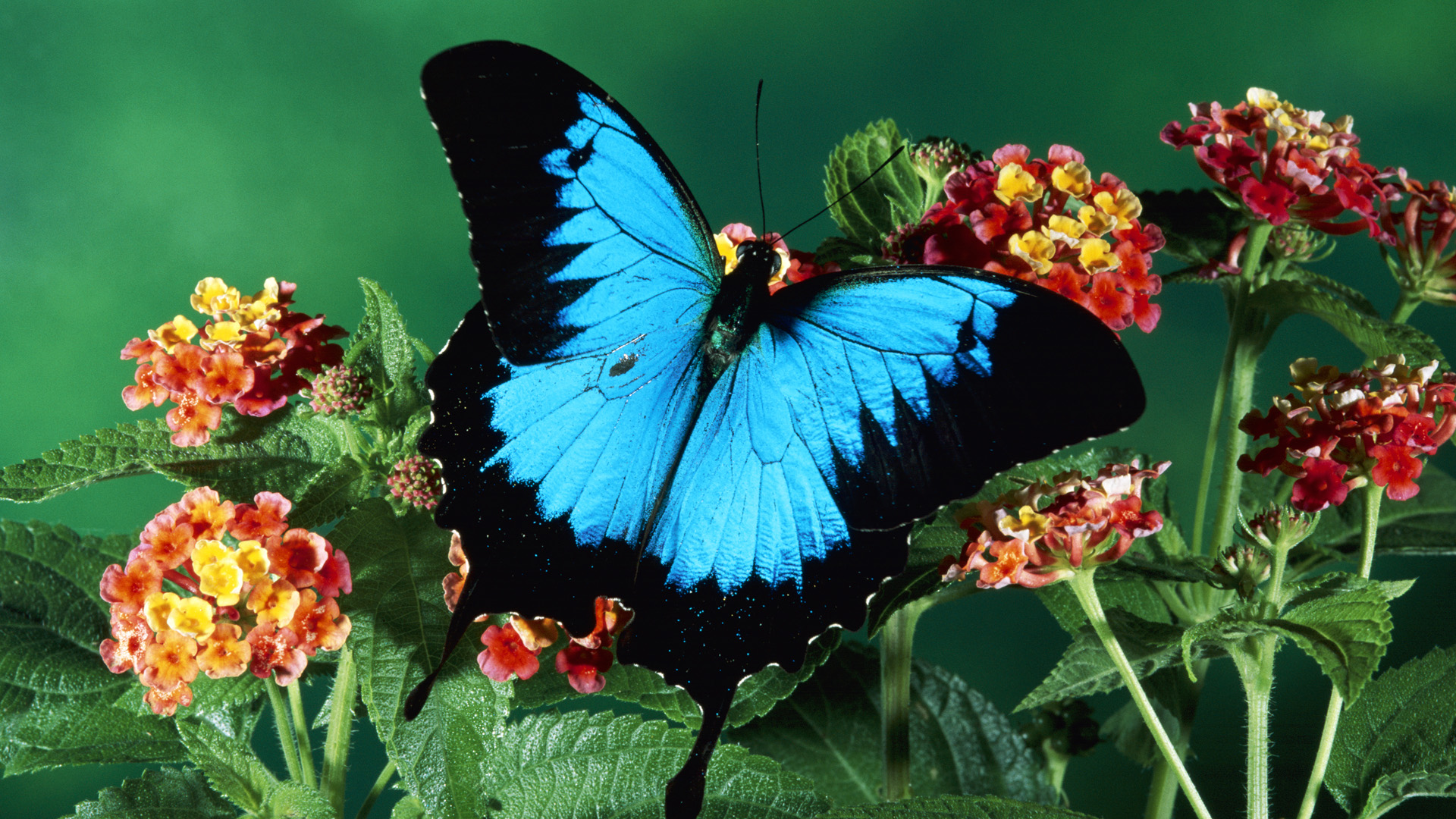 Download mobile wallpaper Butterfly, Animal for free.