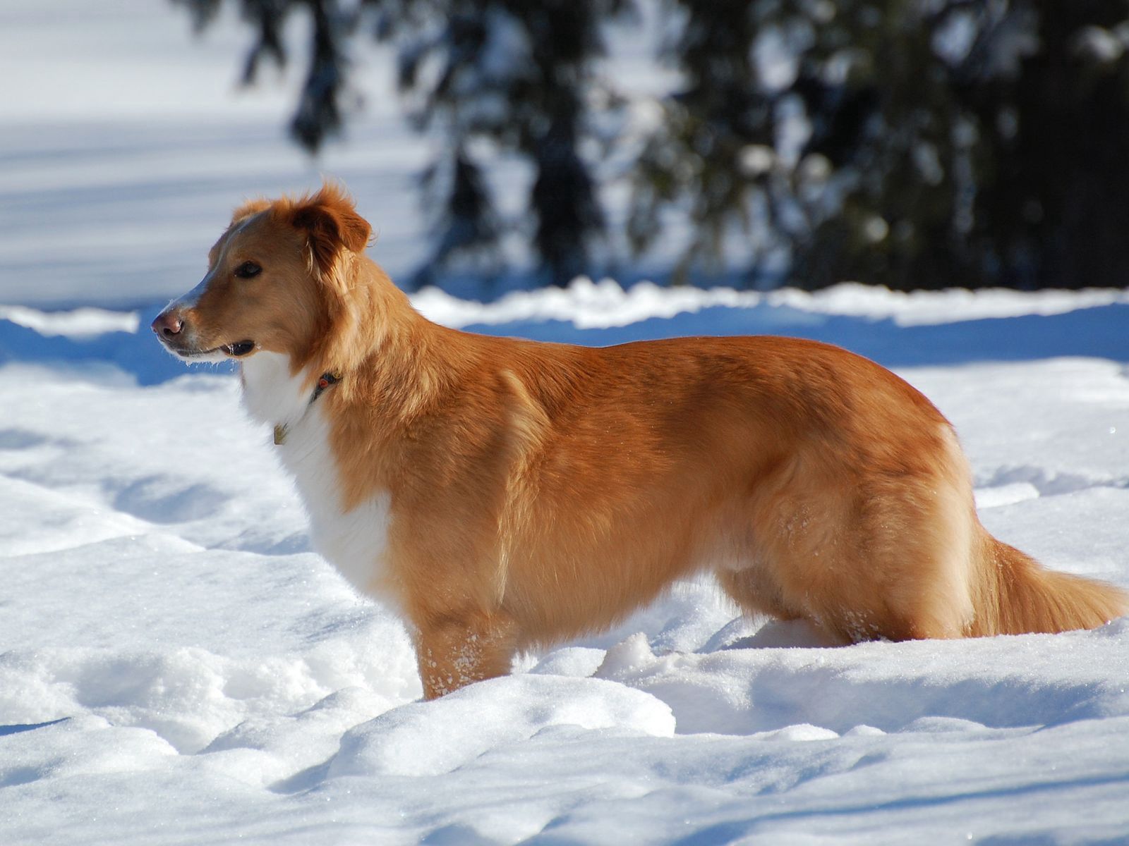 Download mobile wallpaper Snow, Dog, Animals, Puppy, Brown for free.