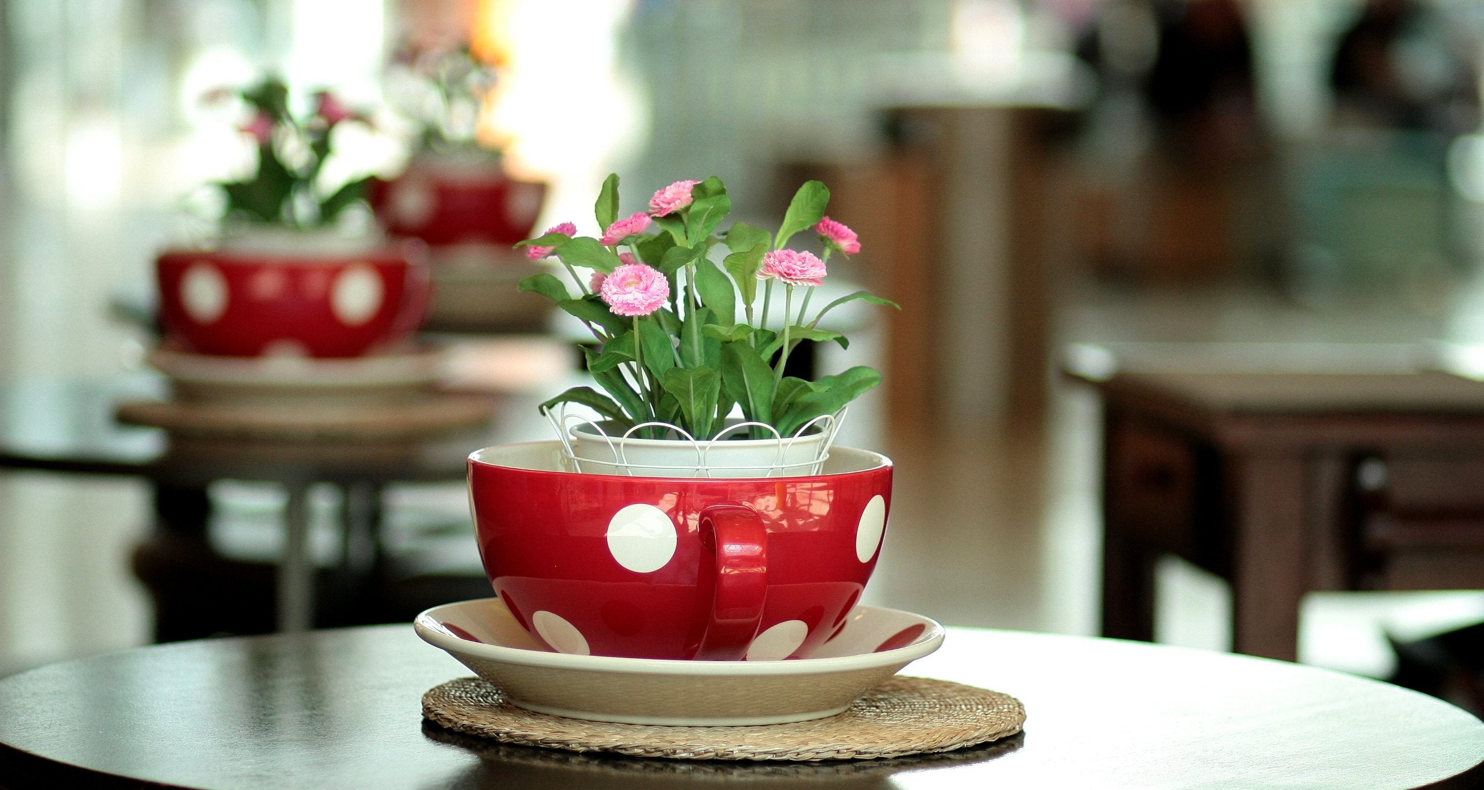 Download mobile wallpaper Still Life, Flower, Cup, Photography, Pink Flower, Pot Plant for free.