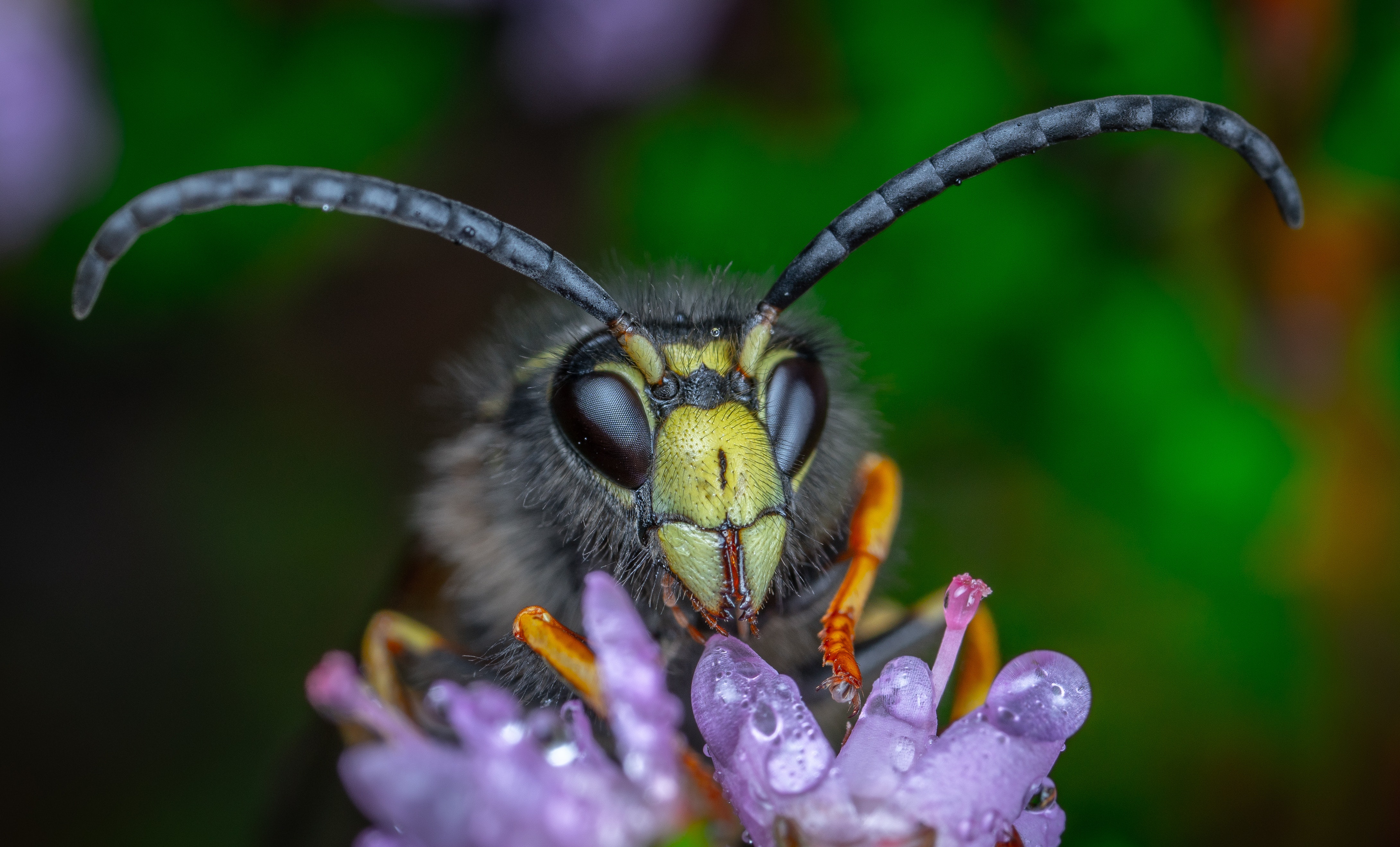Free download wallpaper Flower, Macro, Insect, Animal, Water Drop, Hornet on your PC desktop