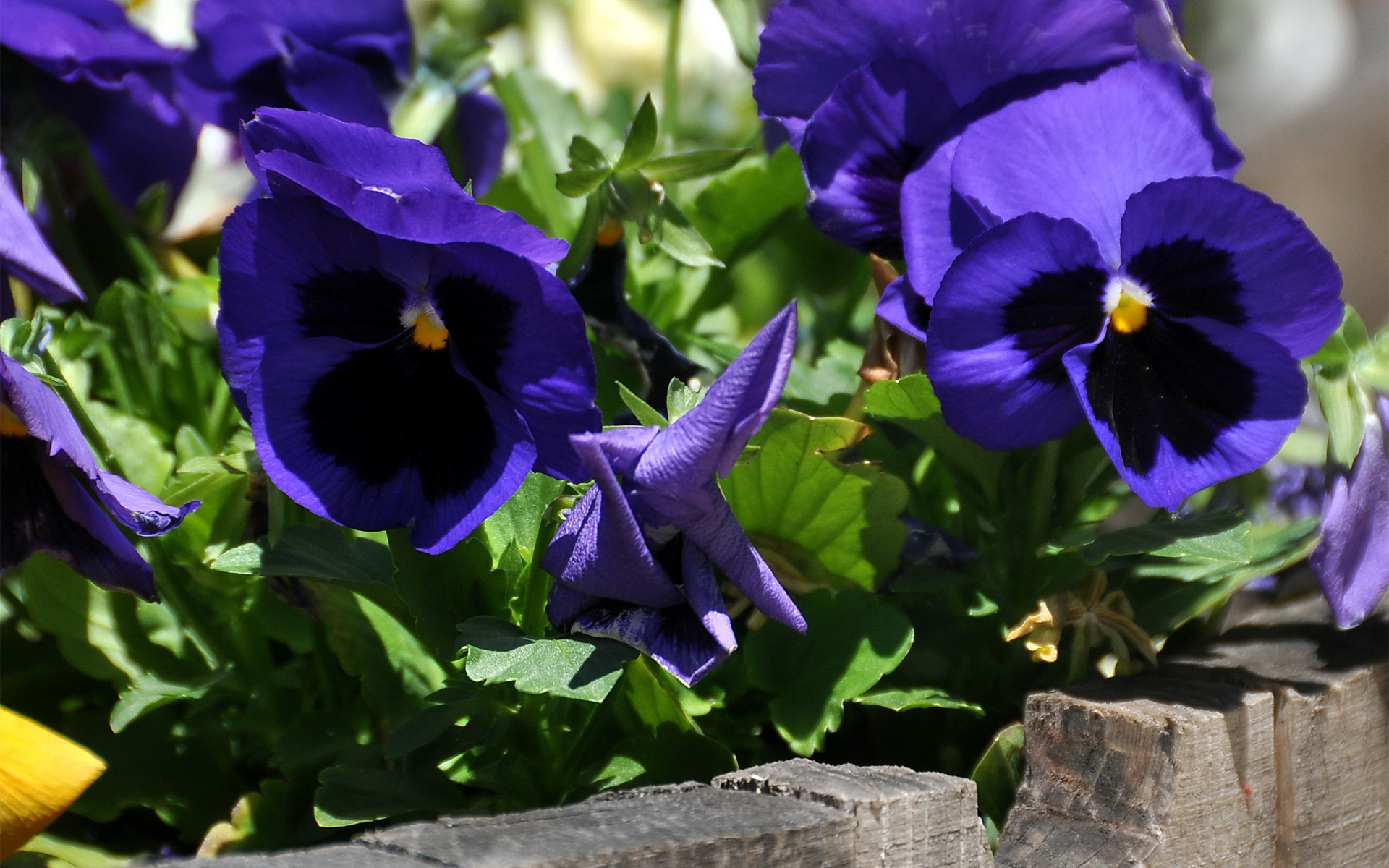 Descarga gratis la imagen Flores, Flor, Tierra/naturaleza en el escritorio de tu PC