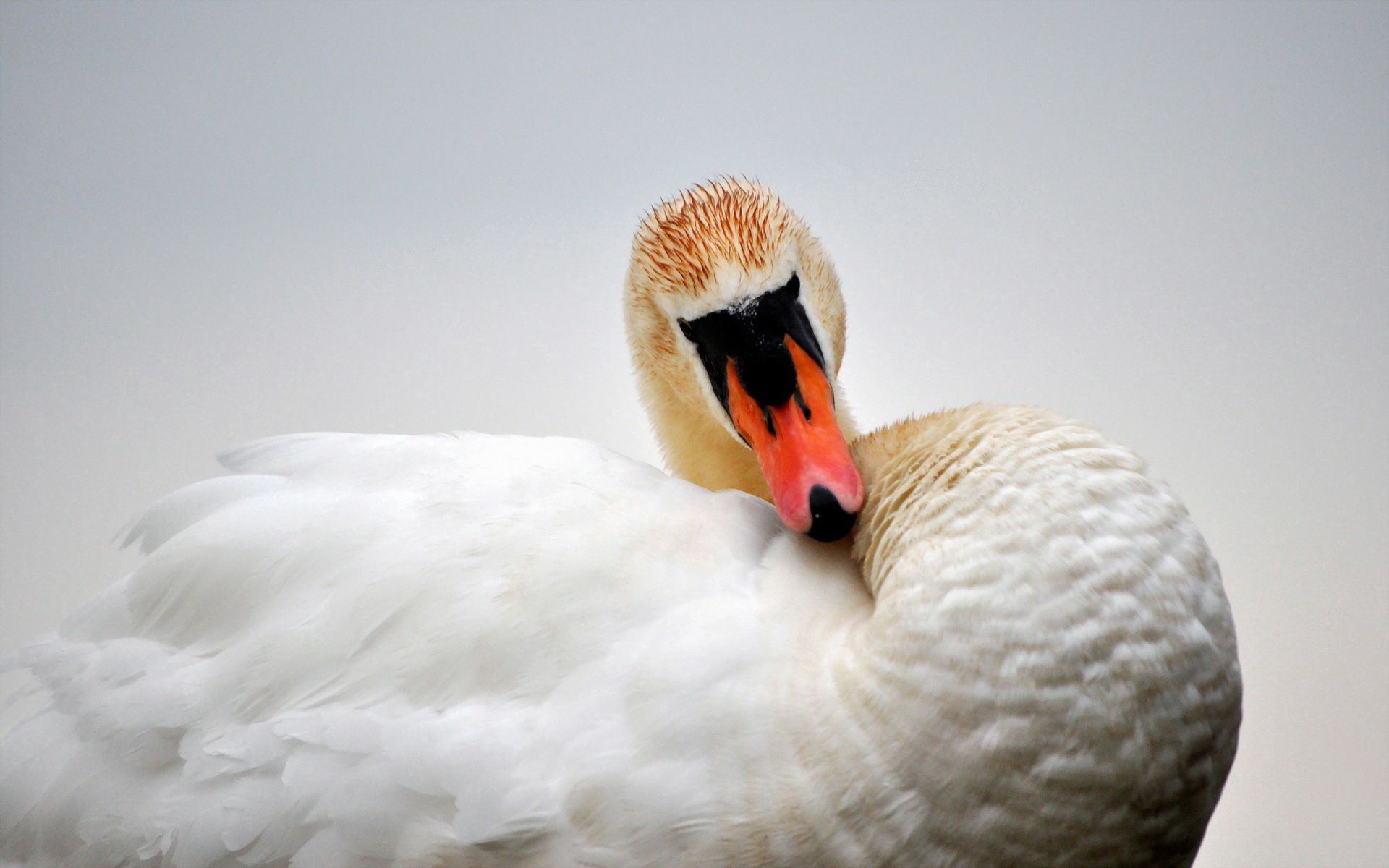 Free download wallpaper Animals, Swan, Bird, Beak, Feather on your PC desktop