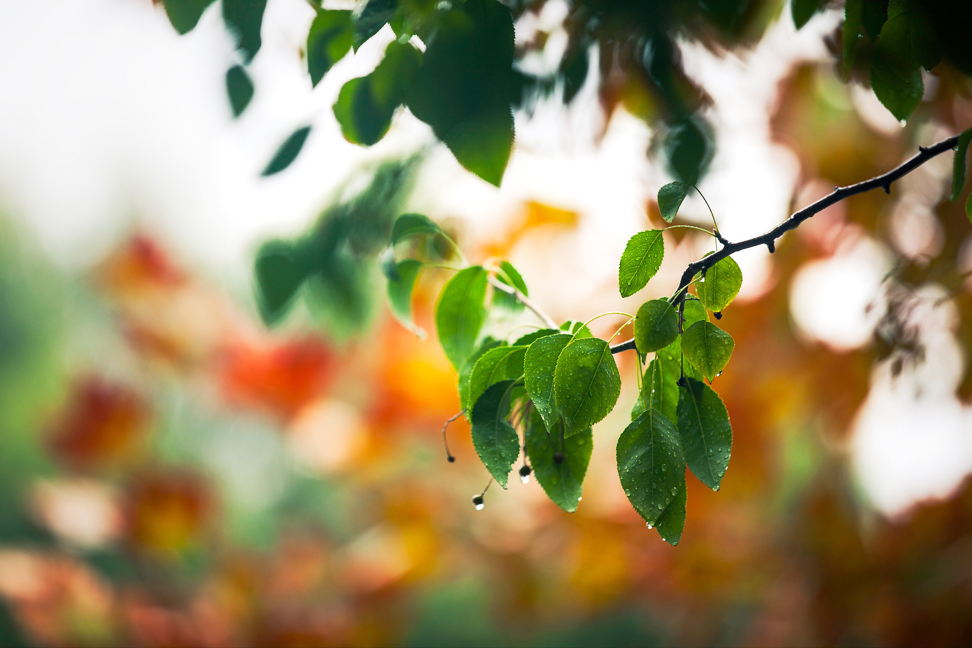 無料モバイル壁紙植物, 木, 葉, 滴をダウンロードします。