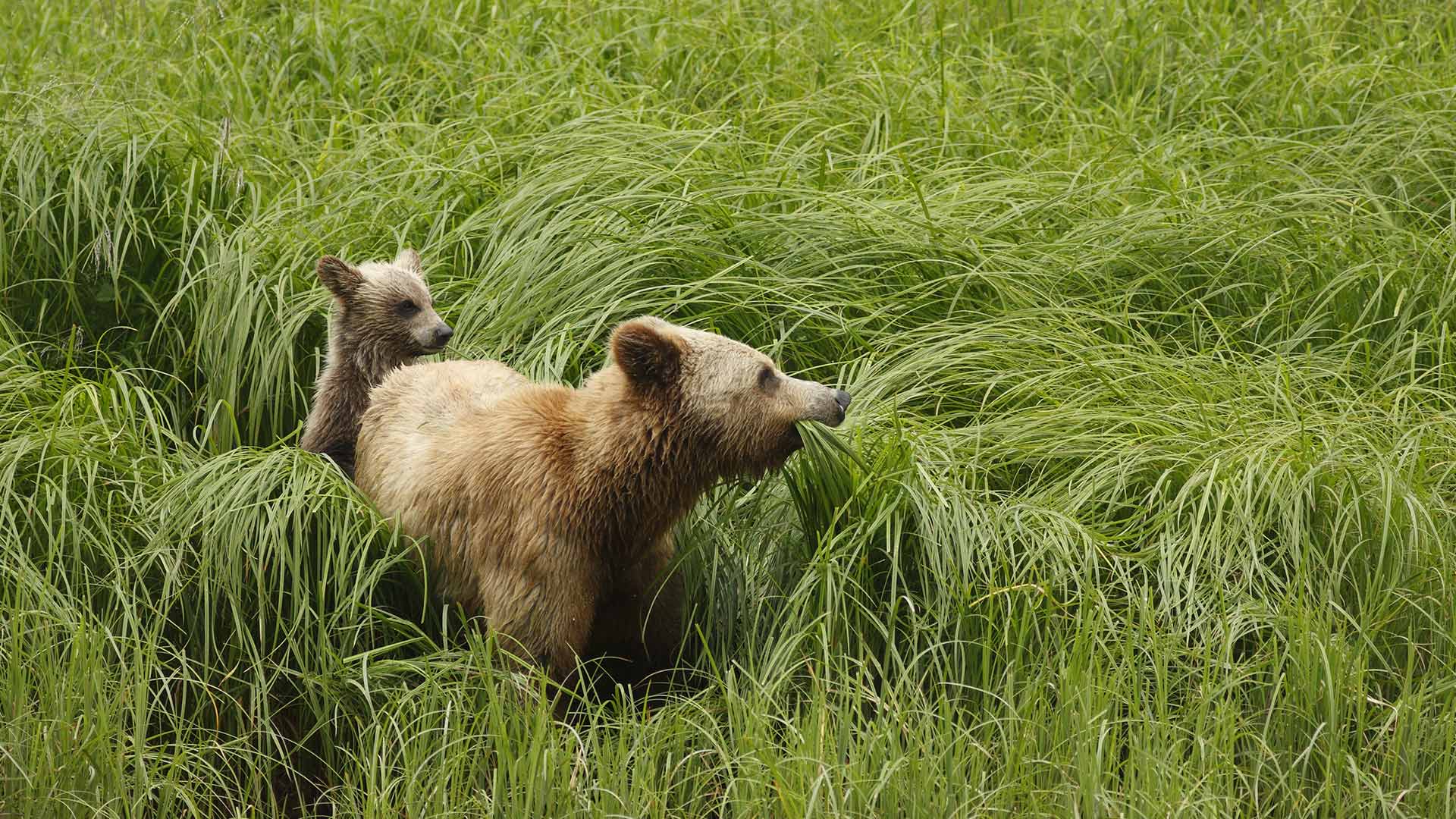 animal, bear, grizzly
