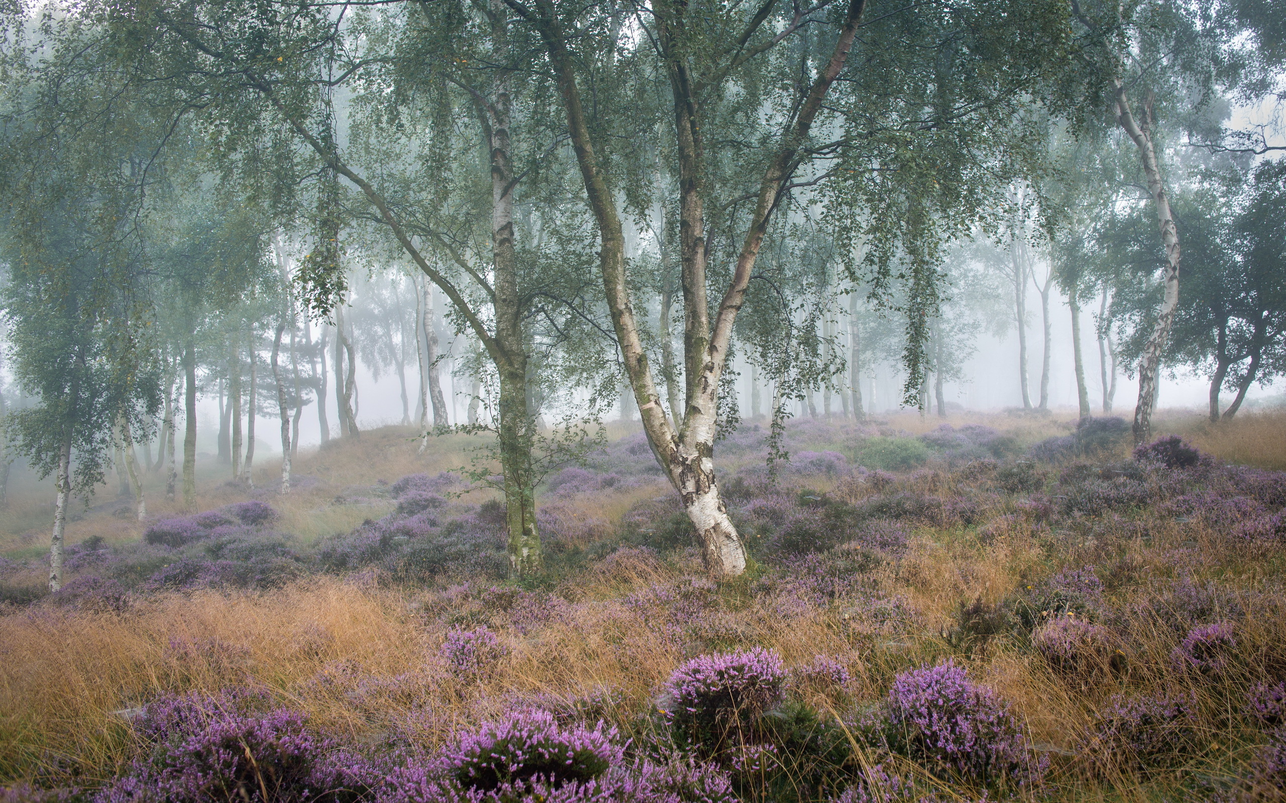 Download mobile wallpaper Nature, Flower, Forest, Fog, Earth, Birch, Purple Flower for free.