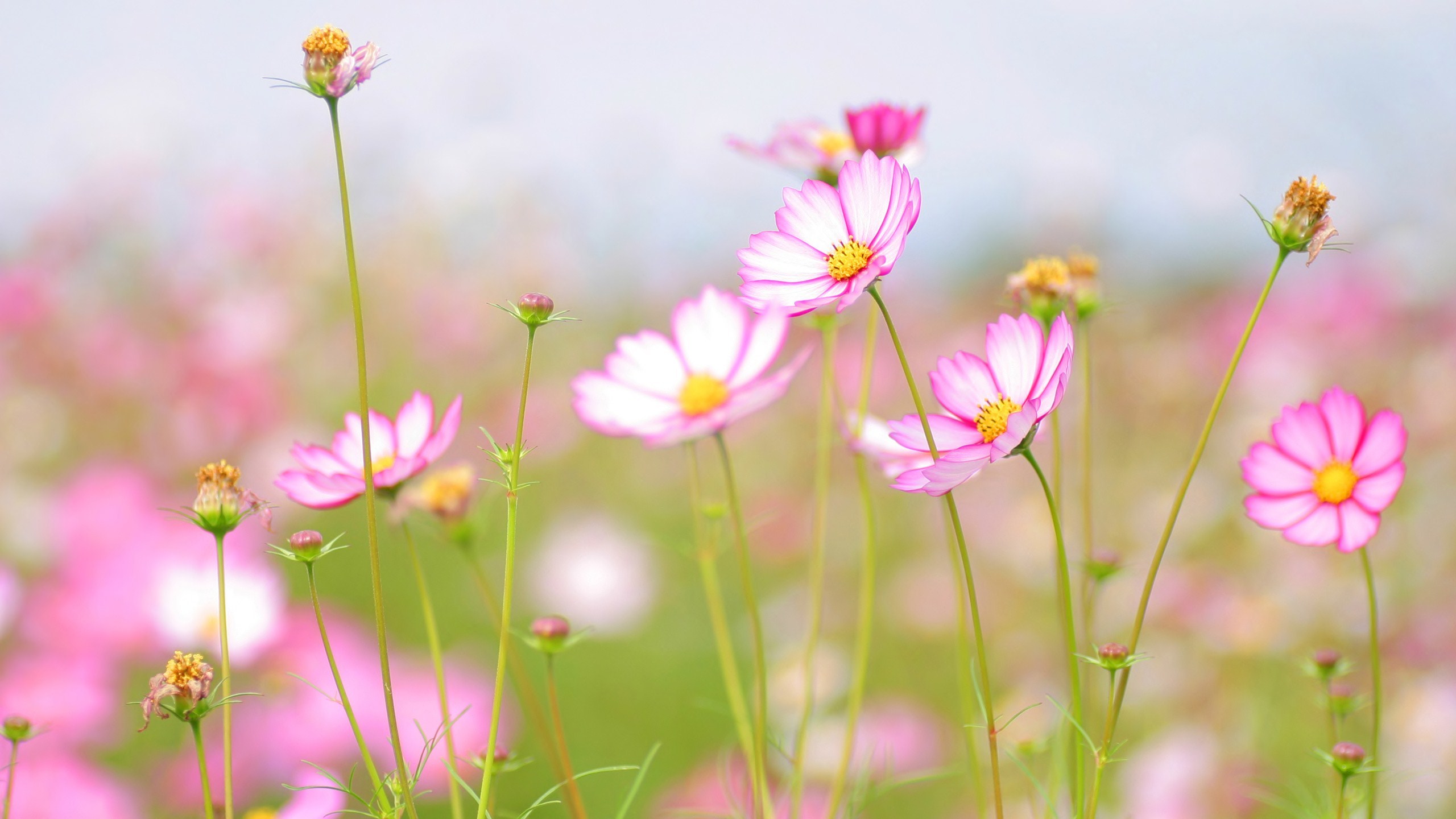 Free download wallpaper Flower, Earth, Cosmos on your PC desktop