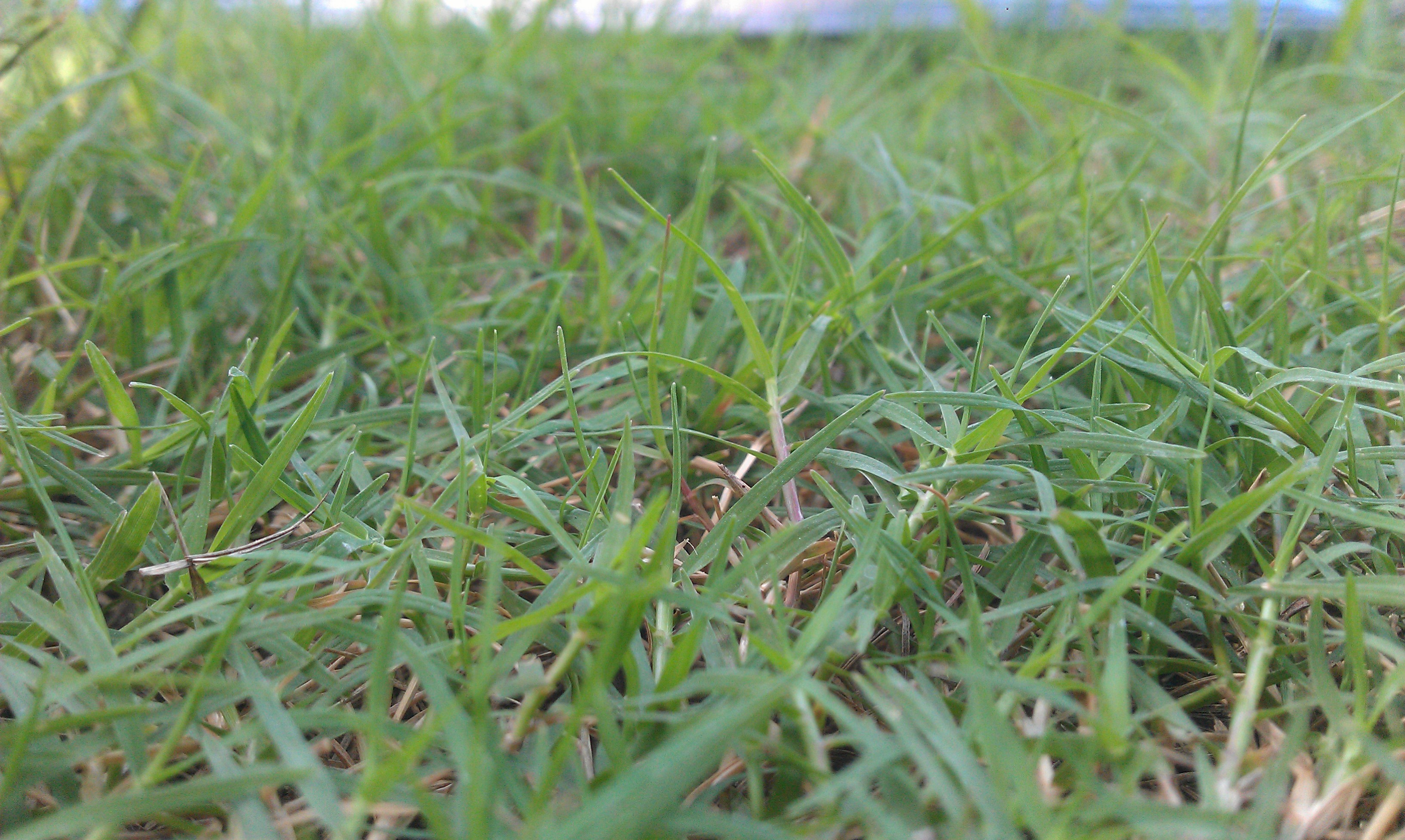 Download mobile wallpaper Nature, Grass, Earth for free.