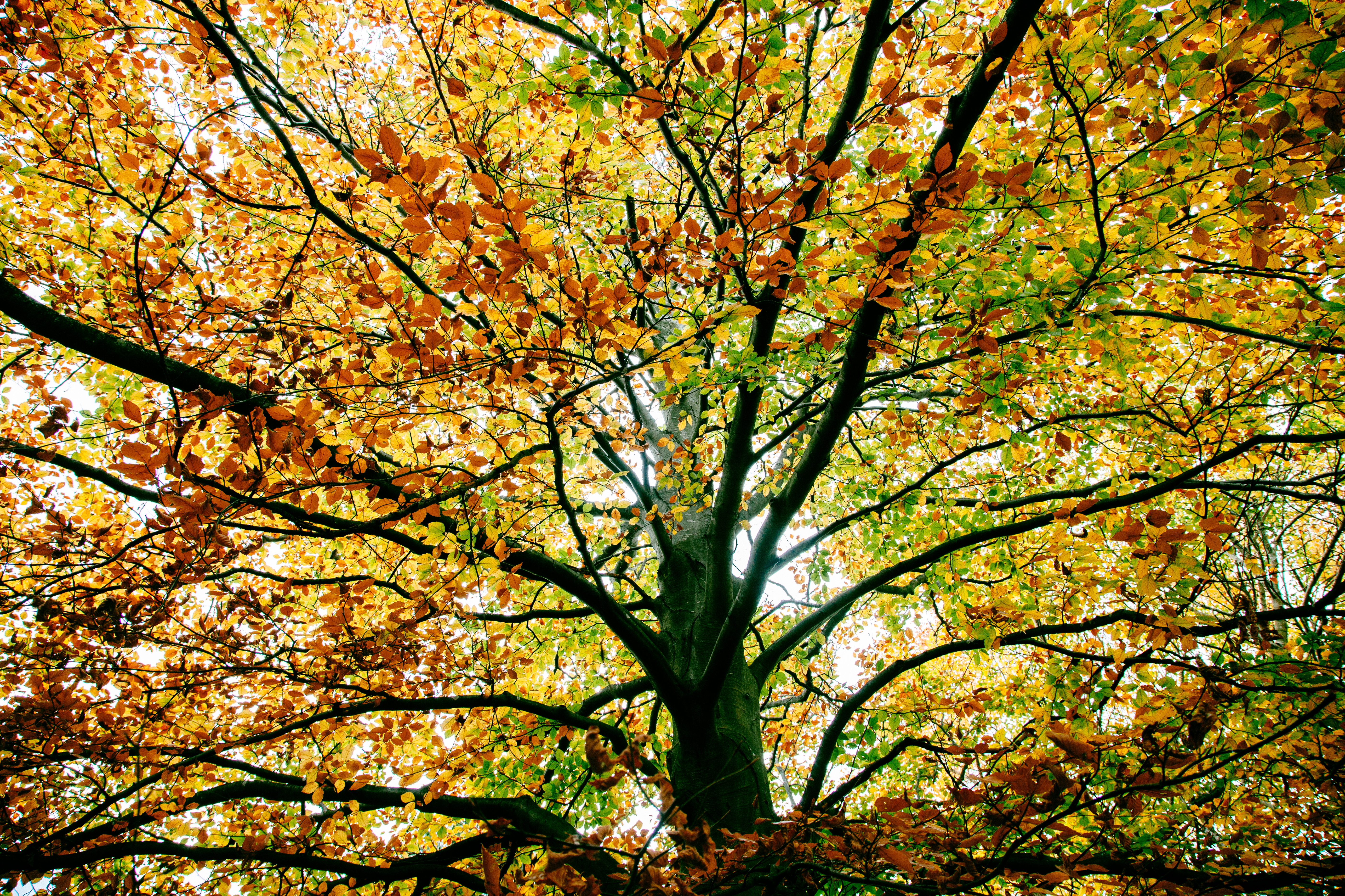 Baixar papel de parede para celular de Natureza, Árvores, Outono, Árvore, Ramo, Terra/natureza gratuito.