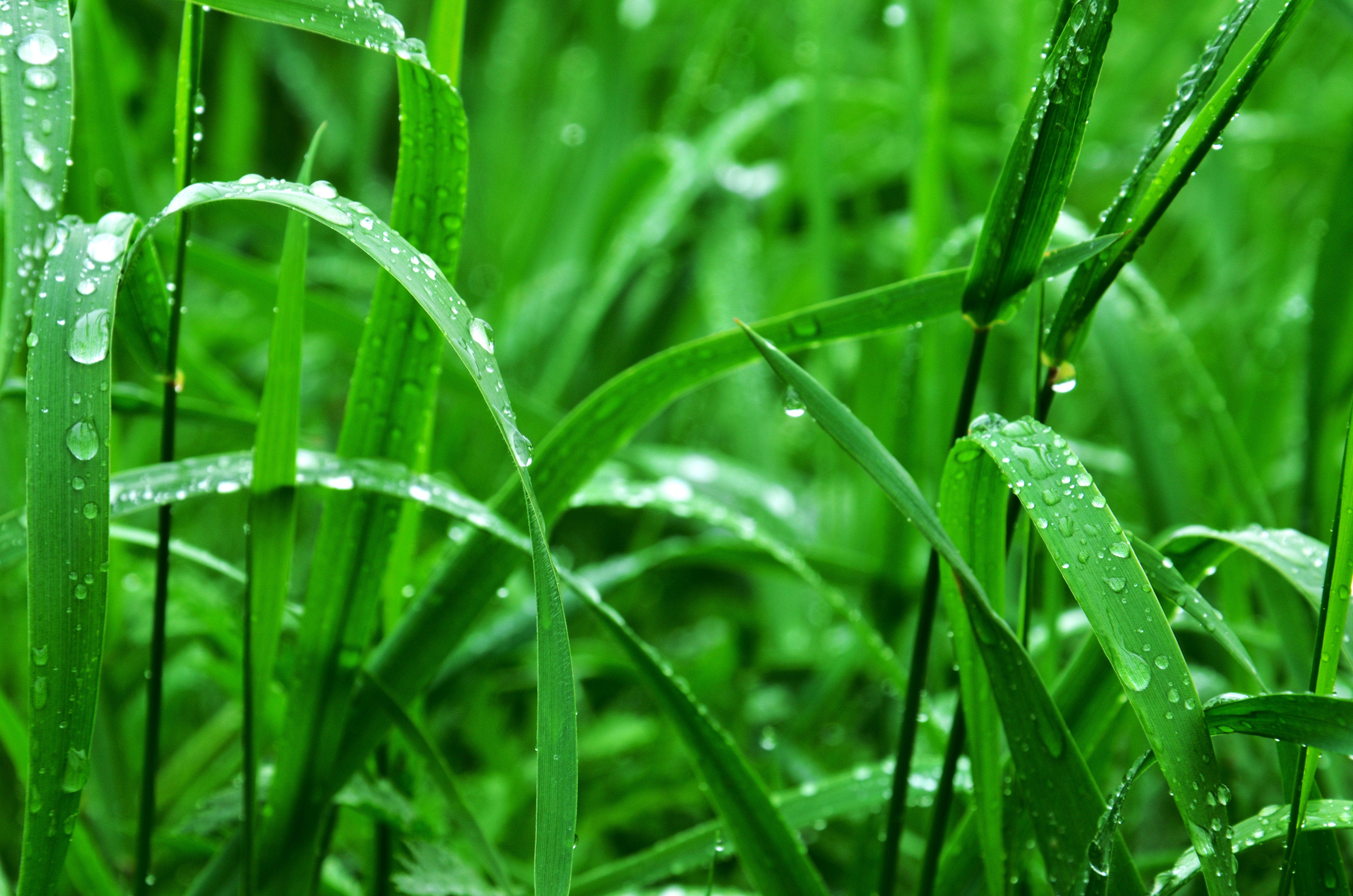 Download mobile wallpaper Nature, Grass, Earth, Water Drop for free.