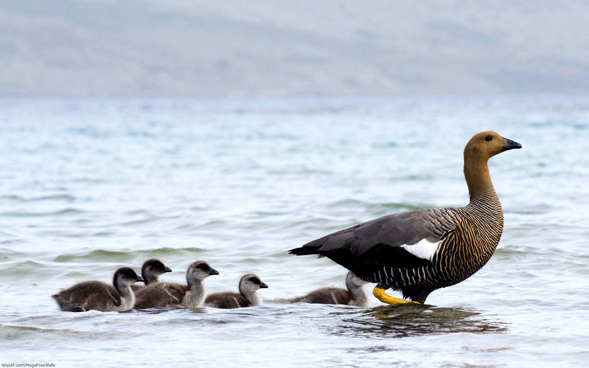 263397 скачать обои гусь, животные, фолклендские острова, птицы - заставки и картинки бесплатно