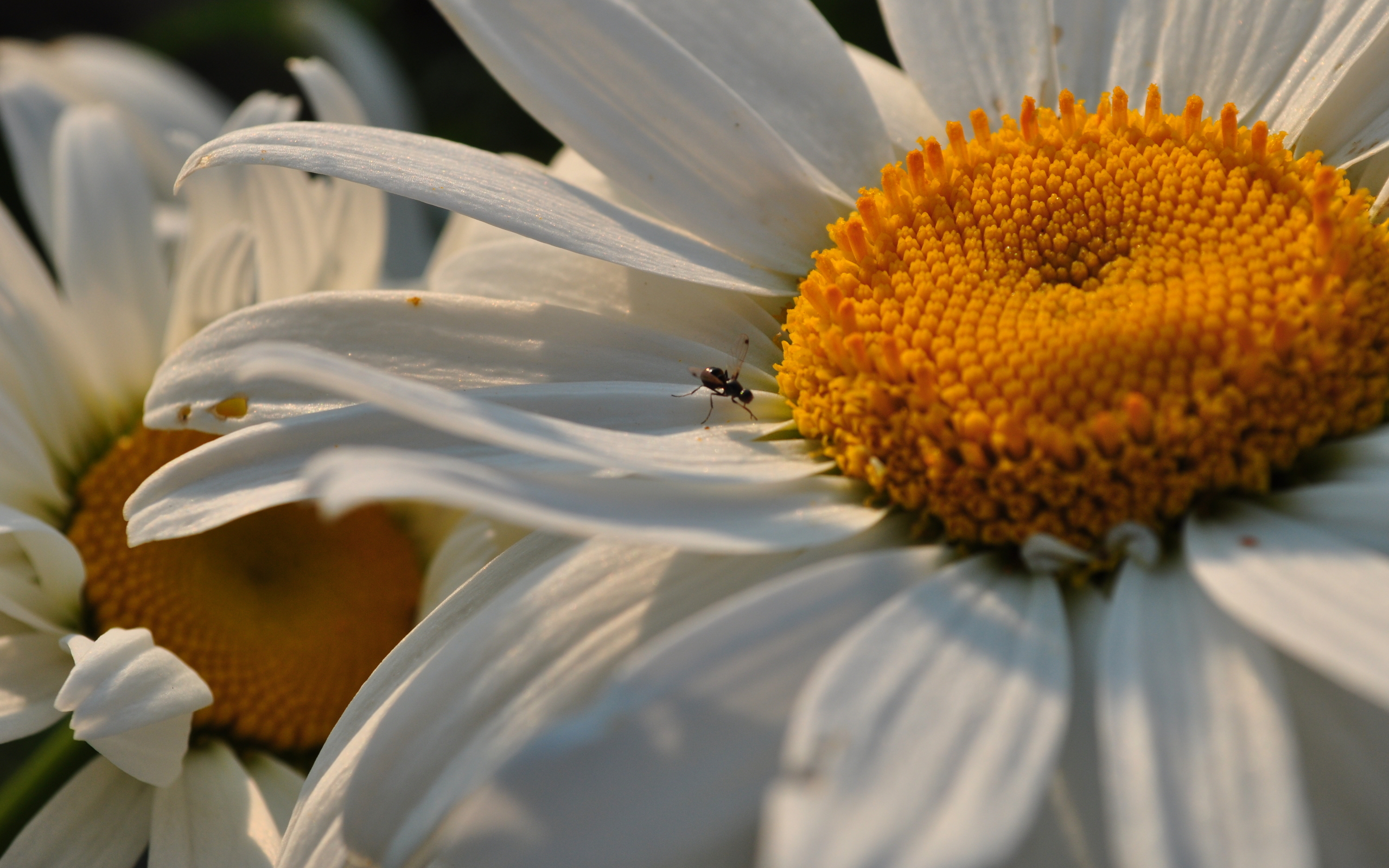 Handy-Wallpaper Blumen, Blume, Erde/natur kostenlos herunterladen.